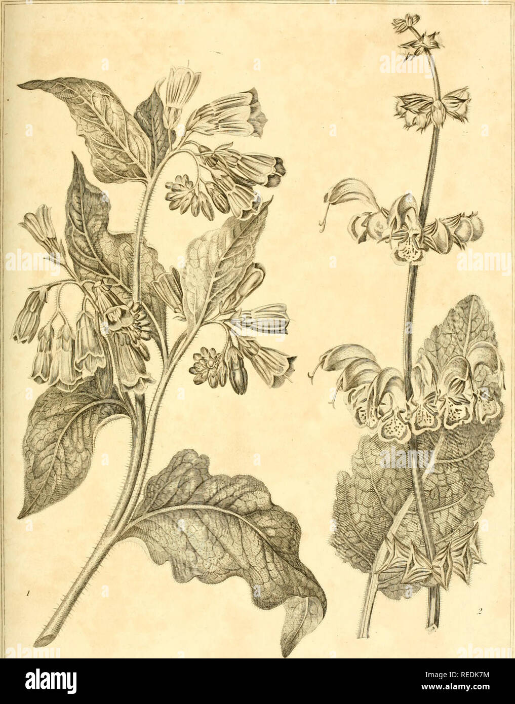 . Un dictionnaire complet de jardinage pratique : comprendre toutes les améliorations modernes dans l'art, que ce soit dans les rassemblements des différents légumes, esculent ou dans le forçage et la gestion de différentes sortes de fruits et de plantes, et que de l'aménagement, décoration, et de la plantation, les jardins et le plaisir du terrain : avec gravures correcte ... à partir de dessins originaux de Sydenham Edwards. L'horticulture ; Jardinage. n.M. Dans BiinhJ .i,j£J-L.-trdr,xy ii.ipn Fuhhl)u-J Julv U,i(^GKearskx hy- fi FL't Sh-&gt ; :/ ^ EtwrmeJhyTSanfom. ^ ,y///n/p/'inn e/r/ienhri ,, ''/j/)/i/ nufirfi. jLt/.i/c r/i CC////)j'y i& Banque D'Images