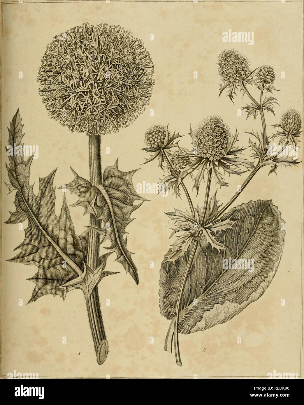 . Un dictionnaire complet de jardinage pratique : comprendre toutes les améliorations modernes dans l'art, que ce soit dans les rassemblements des différents légumes, esculent ou dans le forçage et la gestion de différentes sortes de fruits et de plantes, et que de l'aménagement, décoration, et de la plantation, les jardins et le plaisir du terrain : avec gravures correcte ... à partir de dessins originaux de Sydenham Edwards. L'horticulture ; Jardinage. pi 23.. EJÂ"ar&Lt ; Lcndcn TuilifhedAu&amp ;^lMob. par G&amp;arsUy 7 Grande Rue Fleet â ( ;/,./â/Thj Il» Eryiupc ATpi %c. Veuillez noter que ces images sont extraites des images de la page numérisée Banque D'Images