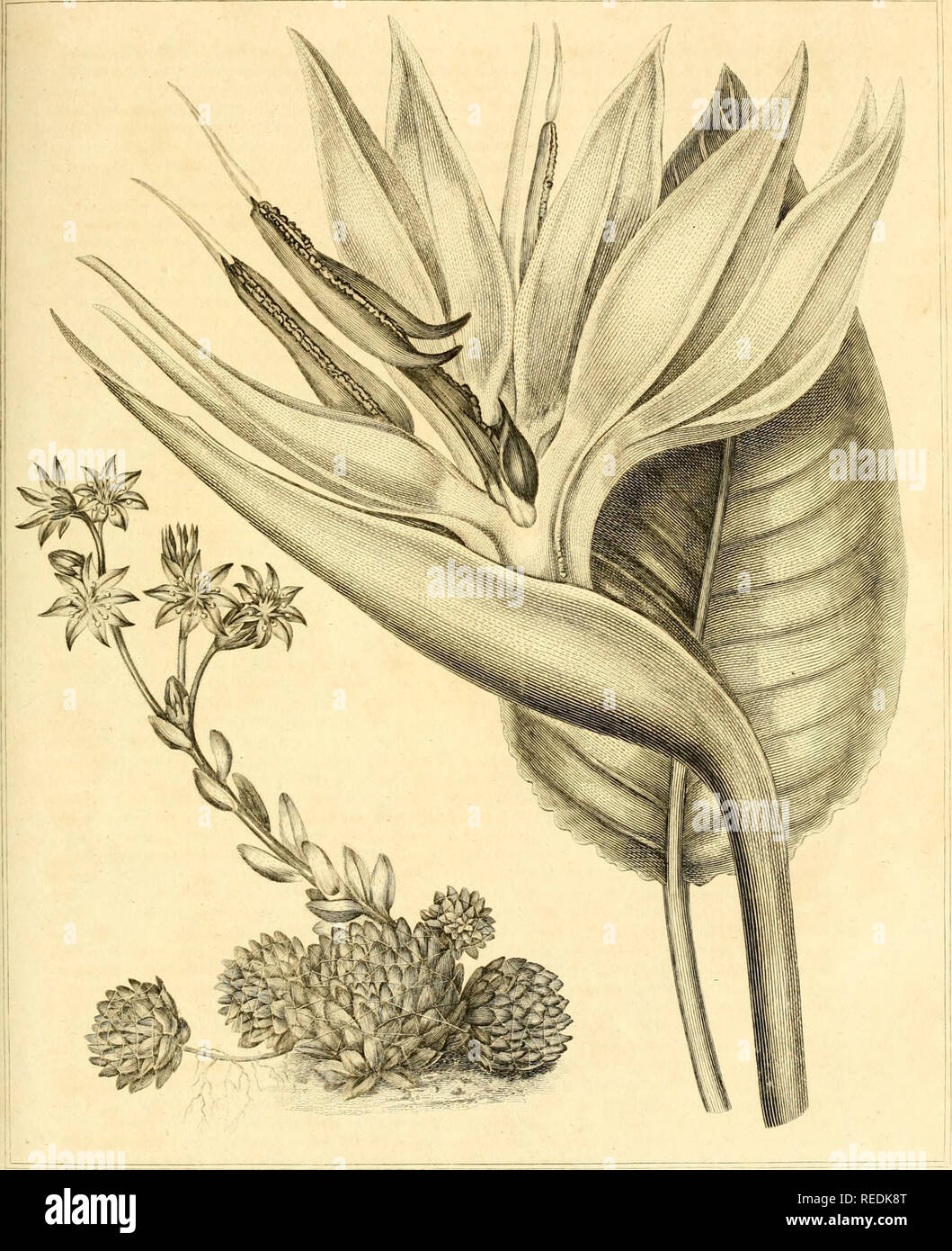 . Un dictionnaire complet de jardinage pratique : comprendre toutes les améliorations modernes dans l'art, que ce soit dans les rassemblements des différents légumes, esculent ou dans le forçage et la gestion de différentes sortes de fruits et de plantes, et que de l'aménagement, décoration, et de la plantation, les jardins et le plaisir du terrain : avec gravures correcte ... à partir de dessins originaux de Sydenham Edwards. L'horticulture ; Jardinage. T163. iiteJ JydjEJwiirtit LonJen IRI/ifhcd .Pui Jui/" var(&gt;f&gt ; hy GXÂ£a.r. FhetSlr^^hv !l , , i-iinwrr)/rn//t Ariir/ni('/(/i ///// ('I'/i Â"â /'/) J/fi/f. rr/VR/ Enaraved byESa.'-nf Banque D'Images