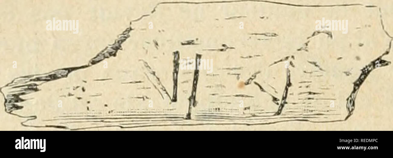 . Compte rendu. La science ; la science -- Congrès. i33/ ; archéologie c) Un deuxième fragment de côte d"nn auln> ; l'indélerminal)le, snr sur le eliiUïe leqnel retrouve dix (X) ; d) Un fragment de diaphyse osseuse, fendue longiludinalement, sur laquelle Fijj (. ii) &Lt ;"n recognizes d'abord le nombre 6 (VI), puis, comme gralliti, une sorte de cro-. FlG. II.. Veuillez noter que ces images sont extraites de la page numérisée des images qui peuvent avoir été retouchées numériquement pour plus de lisibilité - coloration et l'aspect de ces illustrations ne peut pas parfaitement ressembler à l'œuvre originale.. Association fra Banque D'Images