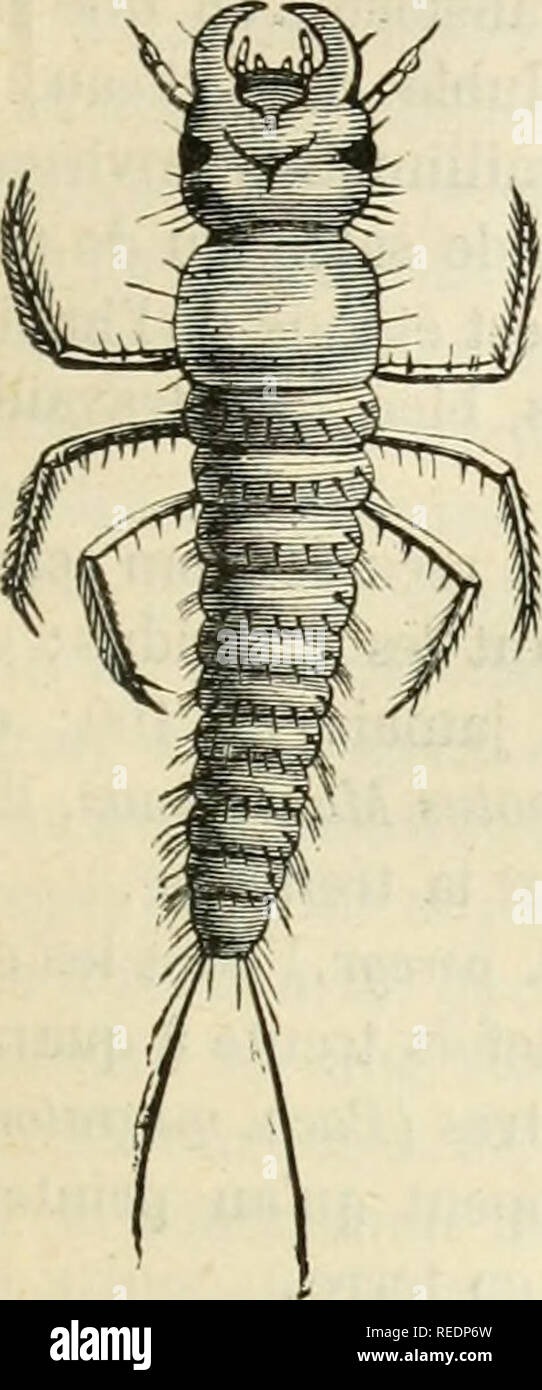 . Compte rendu. La science ; la science -- Congrès. JULKS KUNCKEL D HEKCULAIS. INVASIO.NSJ DES SAUTERELLES:287 en lÃ©alilÃ©, cJiaque gaine constitue ã elle seule un ovaire ; niilÃ Ã son extrÃ"© supÃ©- rieure se trouve la chambre ovarique oÃ¹ se forment les ovules qui s'engagent successivement dans les gaines pour y recevoir tous les matÃ©riaux d'accroisse- ment et les enveloppes qui les transformeront en Åufs. Les gaines ovigÃ¨res s'abouchent de part et d'autre dans un calice qui regoit les Åufs au fur et Ã mesure de leur maturitÃ© ; dans ce calice se dÃ©verse aussi le liquide sÃ©crÃ©tÃ© pair. Fig. - Banque D'Images