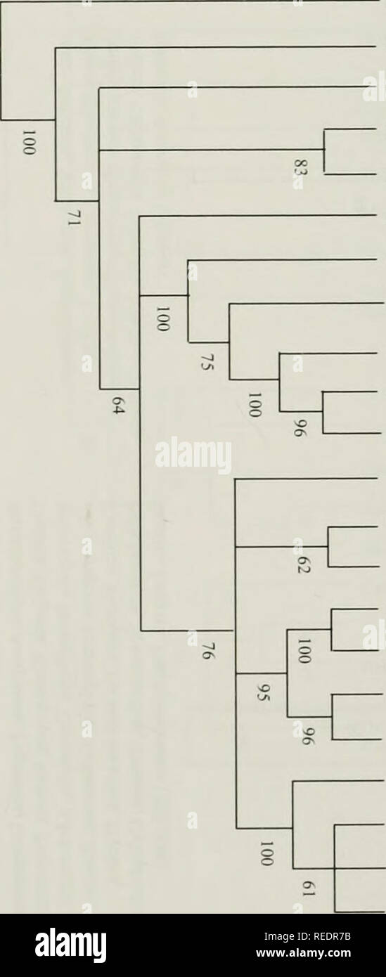 . Compositae newsletter. Des composées. Comp. Can EI. 46, 2008 H ? C/'J S , o ^rr- iy&gt ; a S 3 P C/303 "n 1 o un 32. Duhaldea Pentanema Iigneum Pentanema nervosa indicum Pentanema cemuum Caesulia axillaris Blumea Blumea aromatica densiflora Blumea Blumea lanceolaria canalensis blumea balsamifera Blumea arfakiana Blumea Memttla benguetensis Blumea virens sessiliflora Blumea smuata NANOTHAMNUS Blumea fistulosa SERICEUS dd hieraciifoliavar Blumea. macrostachya , hicraciifolia^- Blumea var. hamiltonii Blumea Blumea oxyodonta Blumeopsis mollis flava Blumea psammophila Blumea saxatilis Blumea c Banque D'Images