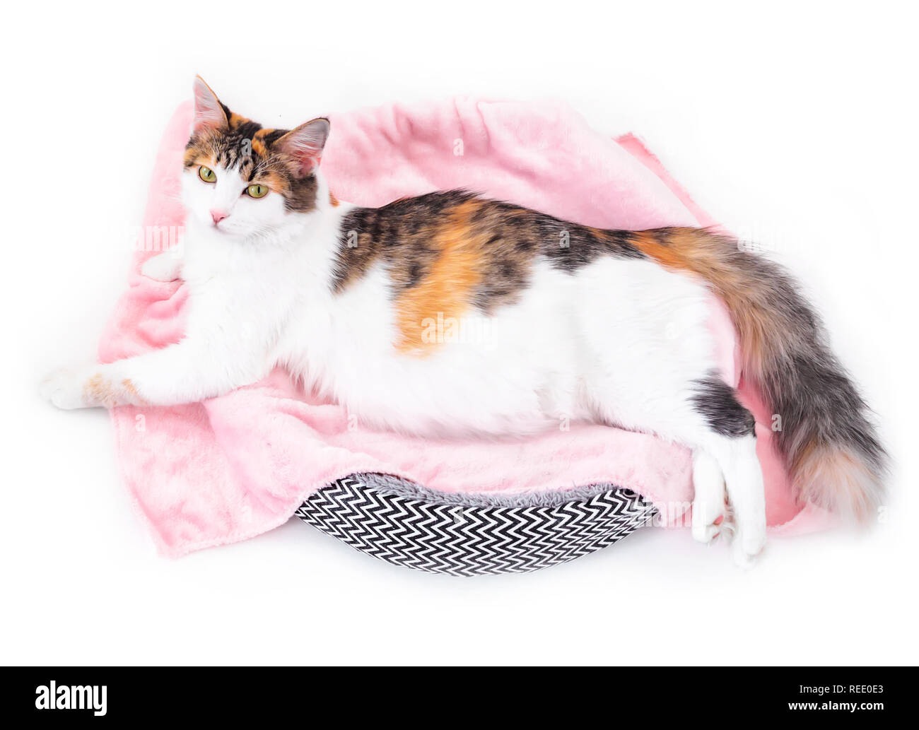 Calico Cat Family Banque D Image Et Photos Alamy