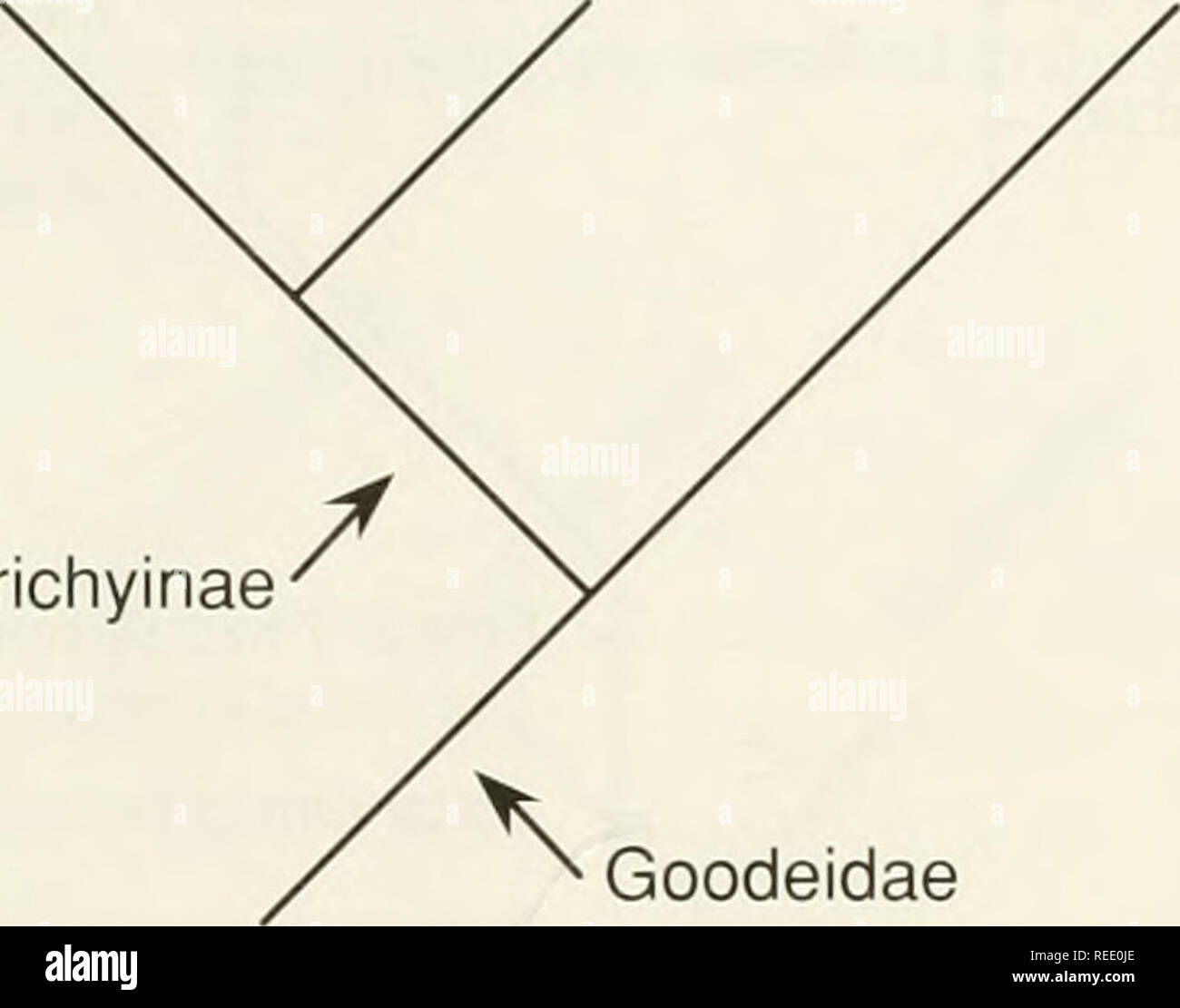 . Le Compleat cladist : une introduction de procédures phylogénétique. L'analyse cladistique ; Zoologie -- Classification ; la phylogénie. 93 classification ressemble à la Fig. 6.1. (Nous avons inclus les noms des groupes et sous-groupes pour montrer le lien direct entre cet arbre et la classification originale. Il n'est pas nécessaire de le faire une fois que vous avez l'idée fermement à l'esprit. Empetrichthys Crenichthys Goodeinae). / Empetrichyinae^ Goodeidae Fig. 6.1.-Parenti's (1981) classification des Goodeidae sous la forme d'une arborescence. Il y a plusieurs choses importantes à propos de cette classification sous la forme d'une arborescence. Tout d'abord, il reflète exactement Banque D'Images