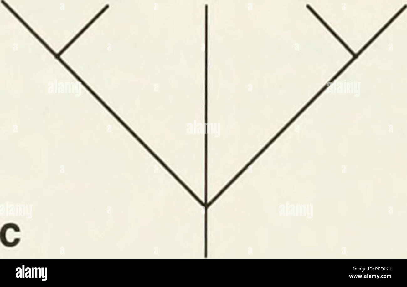 . Le Compleat cladist : une introduction de procédures phylogénétique. L'analyse cladistique ; Zoologie -- Classification ; la phylogénie. X W V. Fig. 5.15.-arbres pour la construction de l'arbre consensus majoritaire (Exercice 5.9).. Veuillez noter que ces images sont extraites de la page numérisée des images qui peuvent avoir été retouchées numériquement pour plus de lisibilité - coloration et l'aspect de ces illustrations ne peut pas parfaitement ressembler à l'œuvre originale.. Wiley, E. O. Lawrence, Kan.  : Musée d'Histoire Naturelle, Université du Kansas Banque D'Images