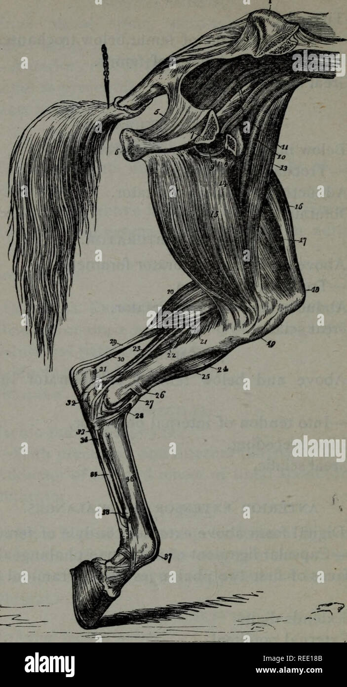 . Compend un équin de l'anatomie et la physiologie. Les chevaux. 78 ANATOMIE équine. Fig. 9.. MUSCLES SUR côté interne du membre postérieur gauche. je, l'Écusson de l'ilium ; 2, Section par elle ; 3, ligament sacro-ischiatiques ; 4, 5 ; Pyriformis, partie postérieure du ligament sacro-ischiatiques ; 6 Tubérosité de l'ischion, ; 7, partie antérieure de l'ischion, sciés par ; 8, Pubis ; 9, 10 ; foramen obturé, artère iliaque externe et d'idées, 11 ; 12, l'artère et la veine obturatrice ; les chiffres sont placés sur le muscle obturateur interne ; 13, long de la jambe, l'adducteur sartorius ou ; 14, petit adduc- tor de la cuisse, ou muscle adducteur brev Banque D'Images