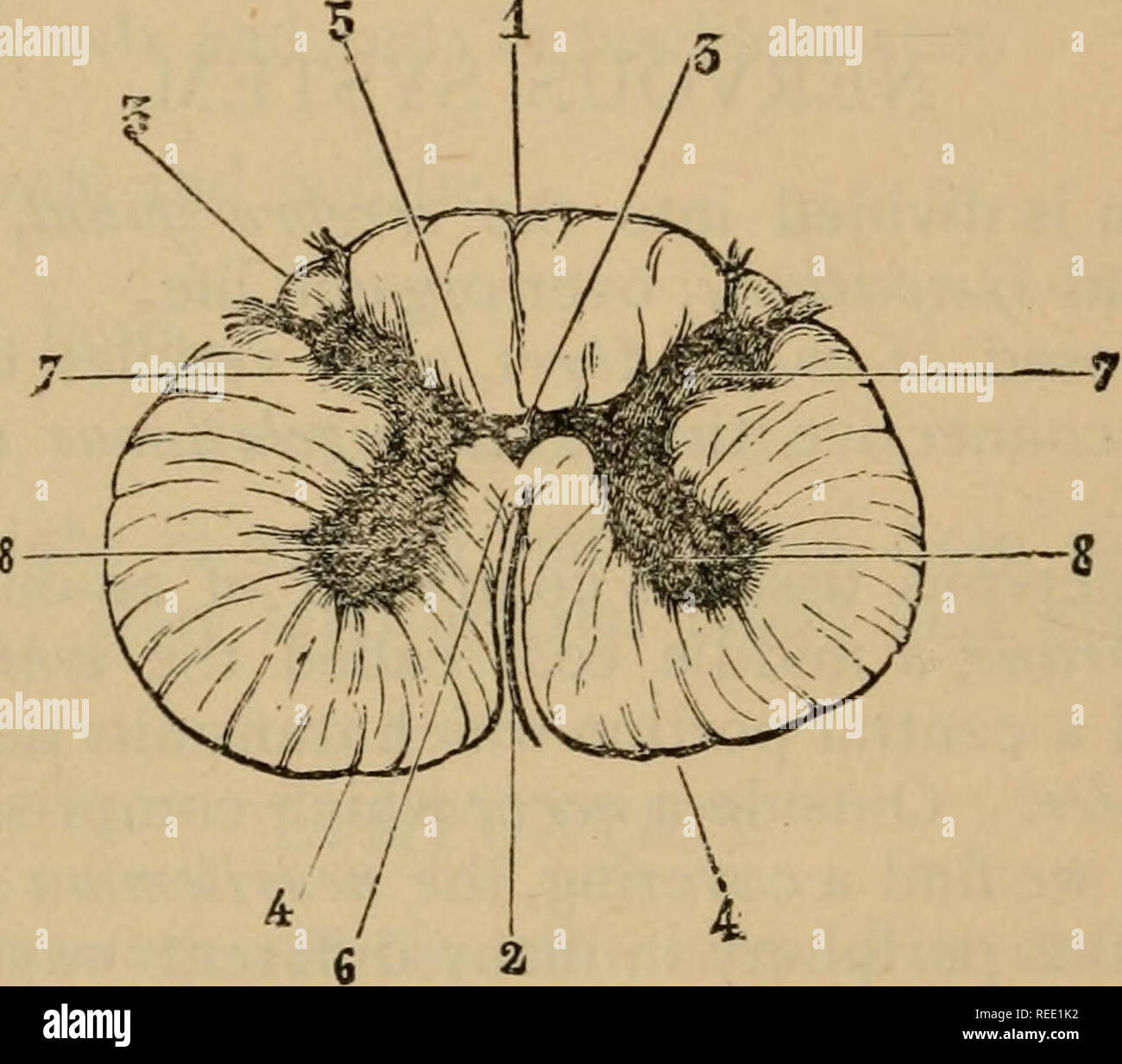 . Compend un équin de l'anatomie et la physiologie. Les chevaux, les chevaux -- Anatomie. 104 EUR QUlNE ANATOMIE. atteindre la surface ; le plus petit coup d'oeil vers le haut et l'extérieur, pour atteindre la surface. Les deux cornes sont reliées par une bande trans- verse, appelé le commissural, qui présente en son centre le canal central de la moelle épinière. FissiLres. L'exécution de l'ensemble de la longueur du cordon au-dessus et ci-dessous deux fissures longitudinales supérieures ; l'est plus étroite et plus faible que l'inférieur, qui est séparée de l'commissu gris7'e par une bande blanche, l'coiiiniissure blanc. Fig.. La SECTION DE LA MOELLE ÉPINIÈRE DU CHEVAL À T Banque D'Images