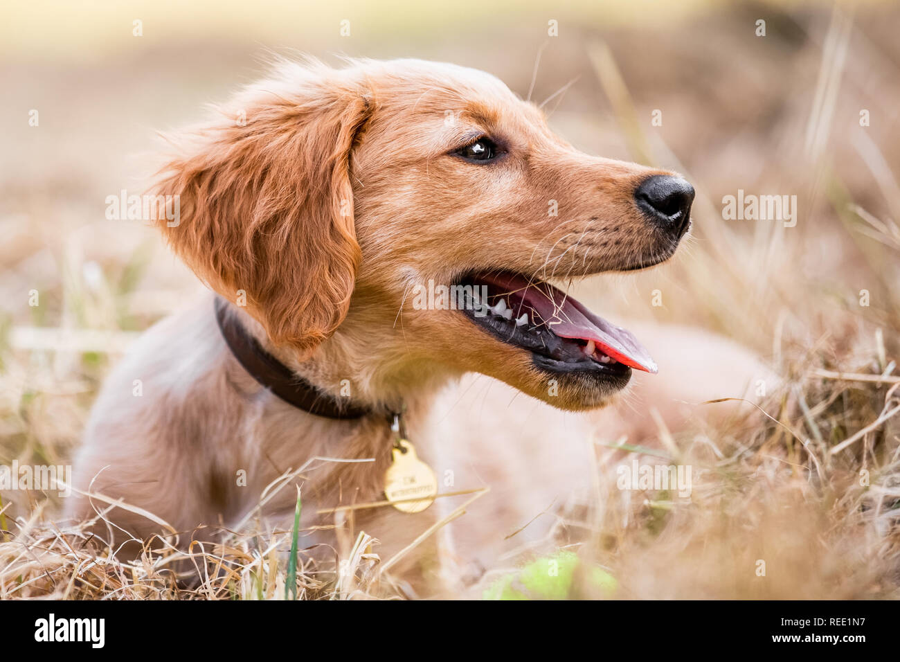 Un chiot Golden Retriever portrait couché dans l'herbe très sèche à la recherche sur le côté. Banque D'Images