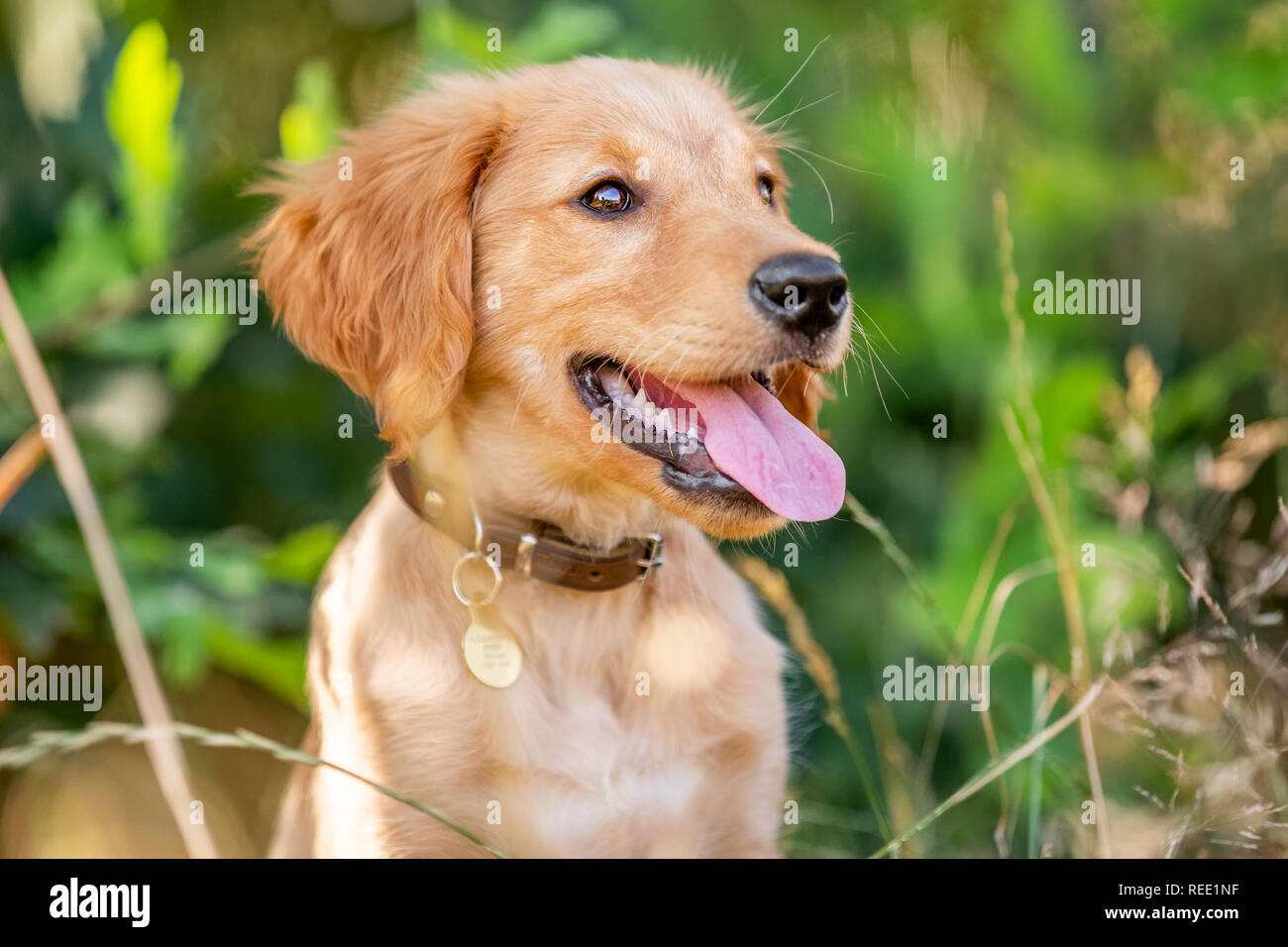Un chiot Golden Retriever portrait dans de longues herbes sèches à la recherche sur le côté de l'appareil photo avec la bouche ouverte et la langue dehors. Banque D'Images
