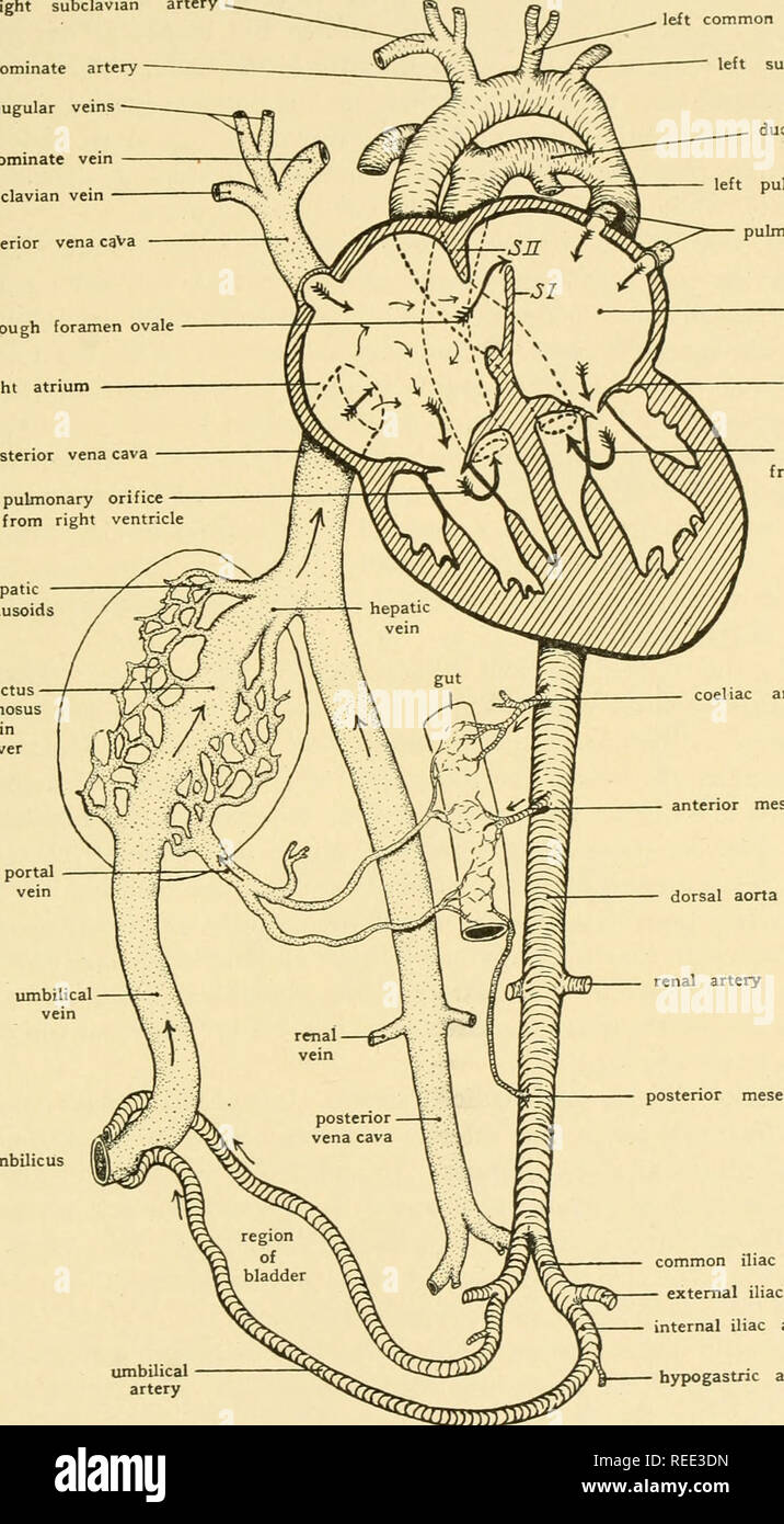 . L'anatomie comparée. Anatomie, comparatif. Le système vasculaire de l'artère subclavière droite 383 artère innommé innommé jugulaires antérieur veine sous-clavière veine à veine cave foramen ovale oreillette droite veine cave postérieure de l'orifice pulmonaire de sinusoïdes hépatiques de l'artère coeliaque artère ombilicale ombilic. gauche artère carotide artère sousclavière gauche canal artériel artère pulmonaire gauche veines pulmonaires oreillette gauche de la valve mitrale à partir de l'orifice aortique ventricule gauche. un mésentérique antérieure de l'aorte dorsale mésentérique postérieur. une artère iliaque commune il interne de l'artère iliaque externe Banque D'Images
