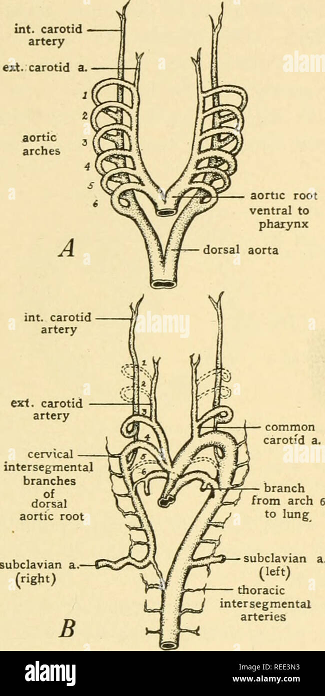 . L'anatomie comparée. Anatomie, comparatif. Le système vasculaire 375 dans l'aorte et trois dans l'artère pulmonaire. En raison de la spirale de la bulbe, l'artère pulmonaire est faite pour se connecter avec le ventricule droit, et l'aorte avec la gauche. Développement des arcs aortiques. Dans les premiers stades de l'ontogenèse, de 1,5 mm à 2,00 mm.. les embryons, avant que les deux moitiés du cœur sont l'artère (cercle. de Willis ; hypophyse racine aortique solution ophtalmique. a. ventral à pharynx. ant un cérébral. mi. cer. a. post. cer. a. sous-clavière artère carotide int. a. (À gauche) intersegmentaires thoraciques arter Banque D'Images