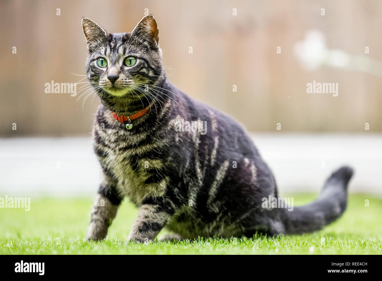 Beaux Yeux Banque De Photographies Et D Images A Haute Resolution Alamy