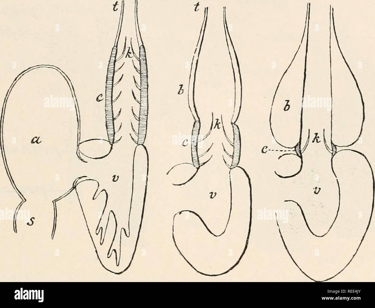 . L'anatomie comparée des vertébrés. L'anatomie, les vertébrés ; comparatifs. Coeur 401 atteint un stade supérieur de développement, à mi-chemin entre celle d'élasmobranches et chez les amphibiens, et presque semblable à celui d'Urodèles. L'atrium est divisée en une chambre à gauche et à droite par un septum : c'est également vrai du ventricule dans une certaine mesure, en raison de la présence d'un coussin composé de fibres musculaires et des fibres-cartilage découlant de la marge de l'sinu-auriculaire aper- ture, s'étendant dans l'oreillette et le ventricule, et agissant comme une soupape, en l'absence de valves auriculo-ventriculaire ordinaires. Le si Banque D'Images