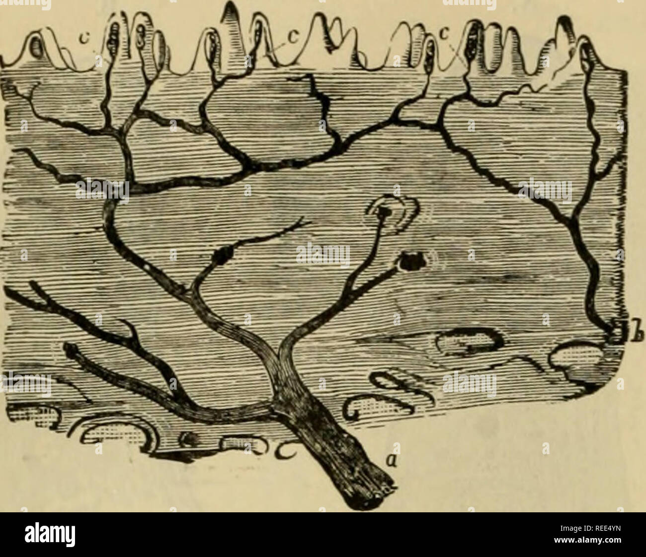 . L'anatomie comparée des animaux domestiques. Anatomie vétérinaire. Le SENSOBY 902 appareils. le tissu conjonctif sous-cutané, où ils sont entourés par des cellules adipeuses). Ils se composent d'un tube enroulé (ou plusieurs tubuli produit par subdivision dichotomique) intégré dans la couche réticulaire du derme, et la forme d'un vélo elliptique glomerule, généralement situé à l'oblique à la surface de la peau dans le cheval. La Fig. 486.. Fig. 487. d SKCTION VERTICAL DE LA PEAU TRAITÉE AVEC UNE SOLUTION DE SOUDE CAUSTIQUE, montrant les branches des nerfs cutanés, a, b, inosculate incr pour former un termina Banque D'Images