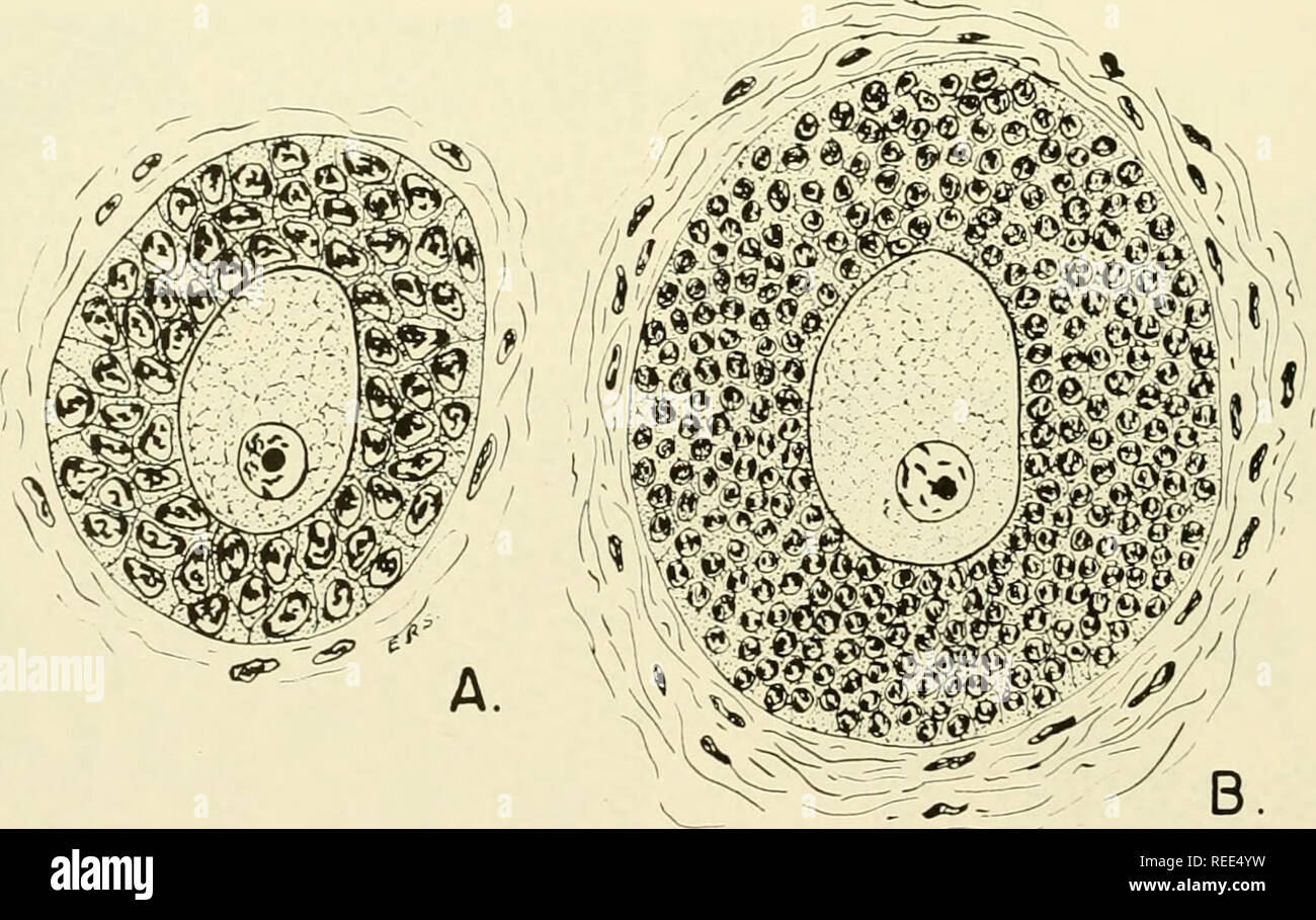 . L'embryologie comparative des vertébrés ; avec 2057 dessins et photos. regroupés en 380 illus. Vertébrés -- l'Embryologie embryologie Comparative ;. Fig. 42. Conditions de l'enseignement secondaire en follicule de Graaf l'opossum ovaire. Cf. celle de l'ovaire de rat à la fig. 40. Comme ces changements sont initiés, le epithehai associées cellules augmente en nombre et éventuellement d'encapsuler l'ovule (fig. 41B). Ce complexe de l'ovule avec sa couche de cellules folliculaires environnantes est connu comme un œuf follicule. 3. L'enseignement primaire, secondaire et tertiaire de follicules de de Graaf dans l'ovaire des mammifères les egg wit Banque D'Images