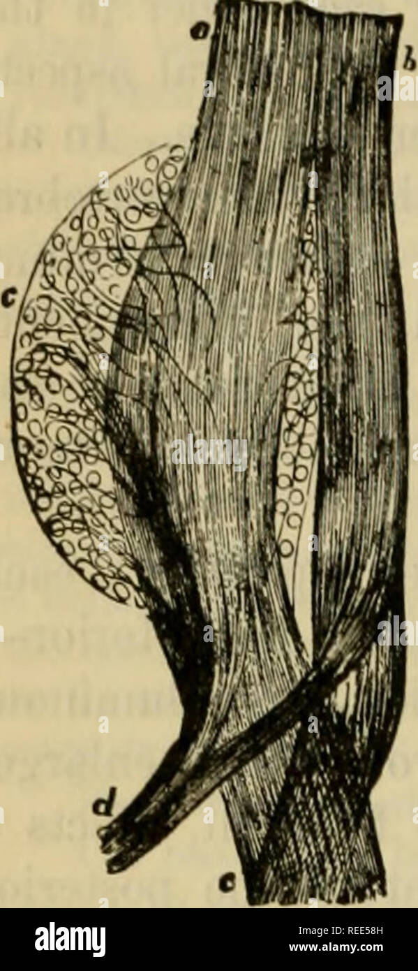 . L'anatomie comparée des animaux domestiques. Anatomie vétérinaire. 854 LES NERFS. manière générale, en raison de leur diversité, chaque région de la colonne vertébrale. Nous allons les étudier successivement en Fig. 464.. L'Article I.-nerfs (8 paires). Branches supérieure.-l'Jirst éruptions exanthémateuses transitoires de Willis (la) passe à travers le trou supérieur de l'atlas, en compagnie de l'artère cérébro-spinale. Il arrive dans l'espace entre le petit muscle oblique de la tête et de la face postérieure des muscles droits, et se divise en plusieurs branches divergentes immédiatement, qui sont distribués aux trois ci-dessus-n Banque D'Images