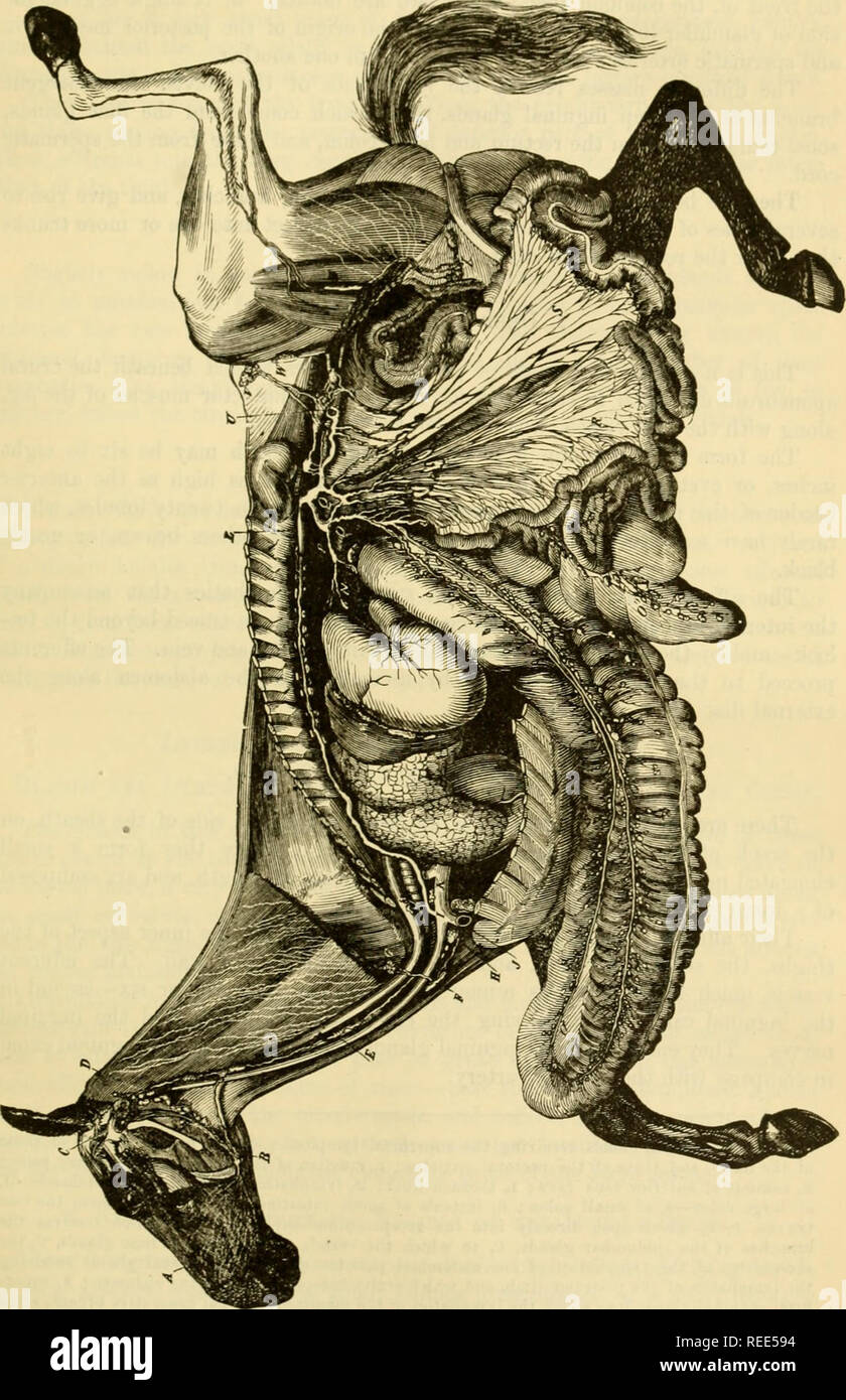 L'anatomie comparée des animaux domestiques. Chevaux ; anatomie  vétérinaire. TEE AFFLUENTS DU CANAL thoracique. Fig. 399. 725. Le SYSTÈME  LYMPHATIQUE DU CHEVAL. Un soin du visage, du nez et les branches