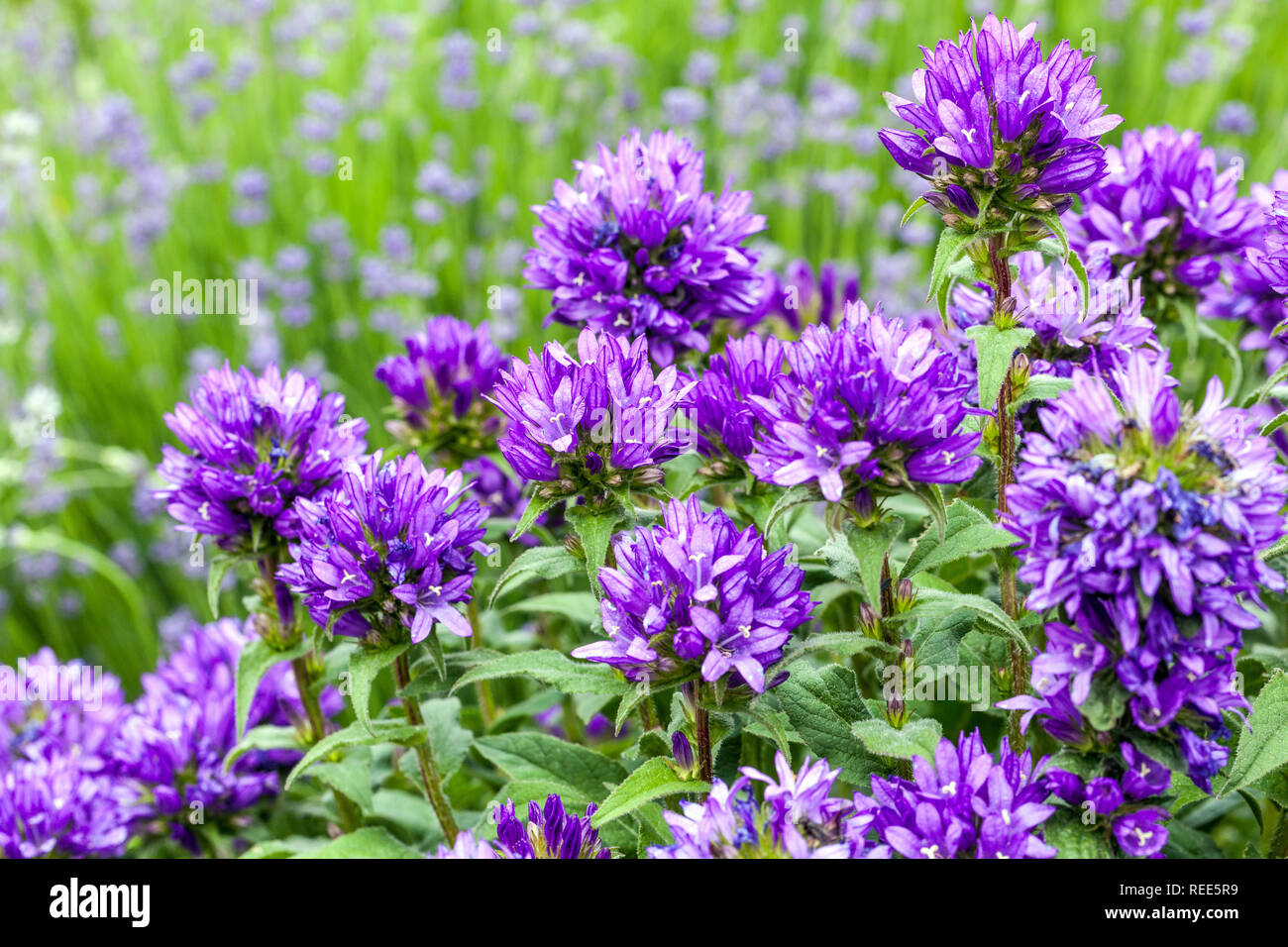Jardin des fleurs bleu frontière, Clustered Bellflower Campanula glomerata 'Superba' Banque D'Images