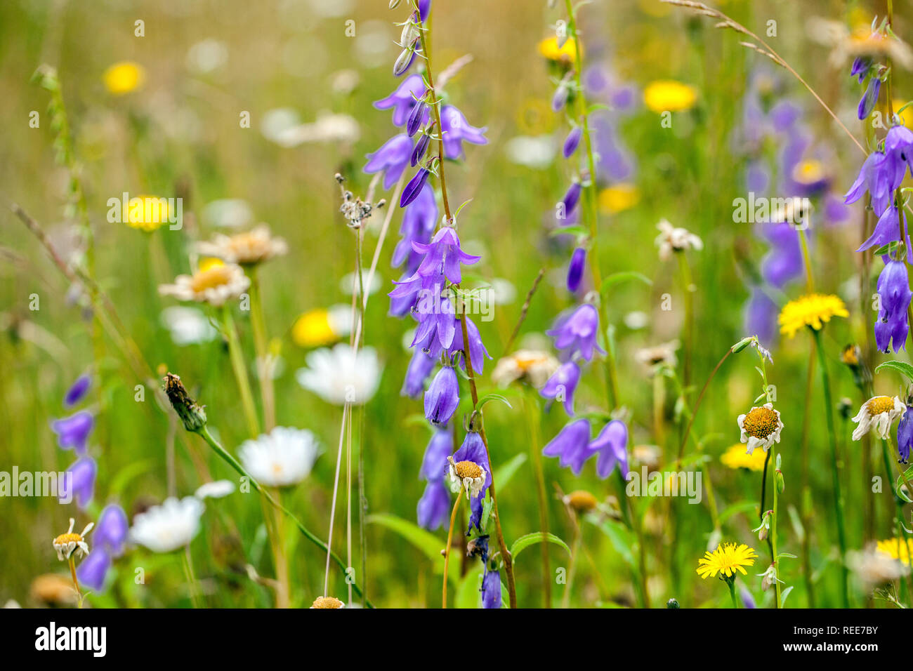 Wildflower Meadow herbe fleurs sauvages June Wildflower Garden Blue Creeping Bellflower Campanula colorée fleurs mélangées mélange coloré Meadow Garden Bells Banque D'Images