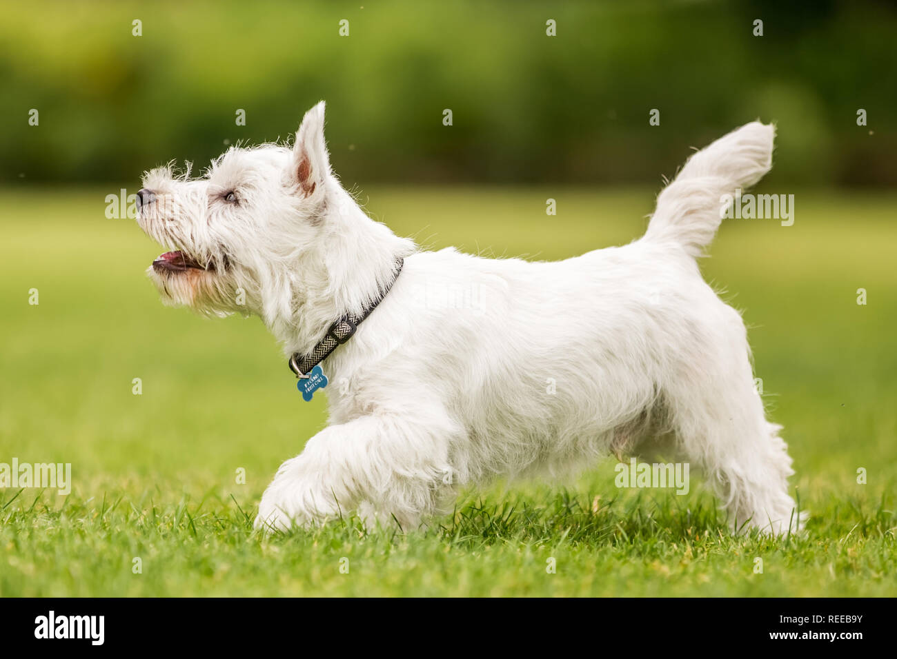 Close up West Highland White Terrier jouant dans le parc. Banque D'Images
