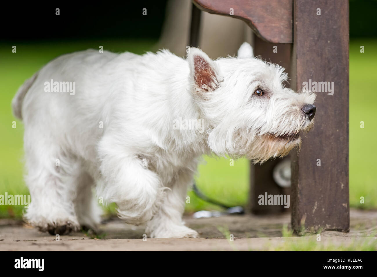 Close up West Highland White Terrier jouant dans le parc. Banque D'Images