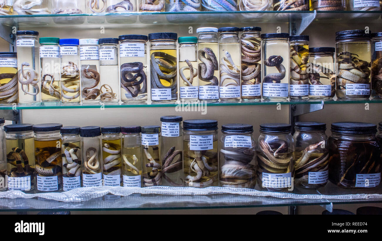 Une exposition scientifique de serpents (Colubridae) préservés dans du formaldéhyde à la salle du Musée d'Histoire Naturelle, San Jose, Costa Rica Banque D'Images