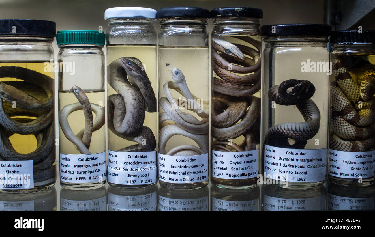 Une exposition scientifique de serpents colubridae conservés dans du formol dans un musée. Banque D'Images