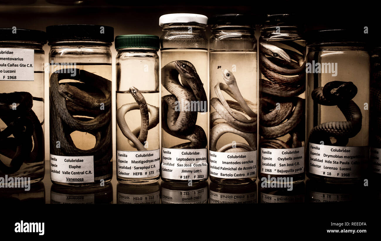 Une belle photo en noir et blanc d'une collection scientifique de serpents colubridae en pots de conservation dans un musée. Banque D'Images