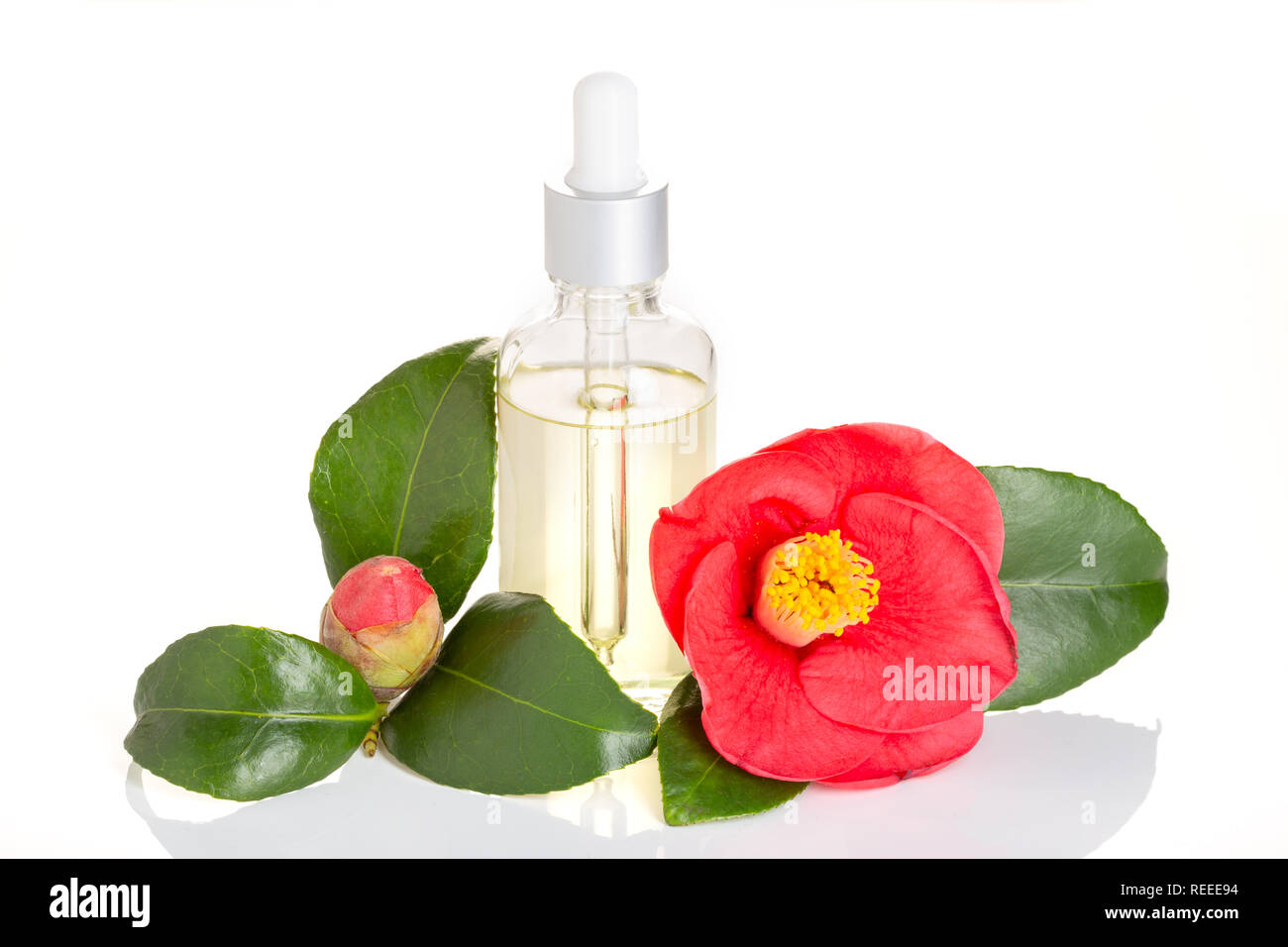 Huile de camélia isolé sur fond blanc. Cammellia japonica fleur et flacon en verre avec compte-gouttes d'huile pour la beauté, soins de la peau, bien-être Banque D'Images
