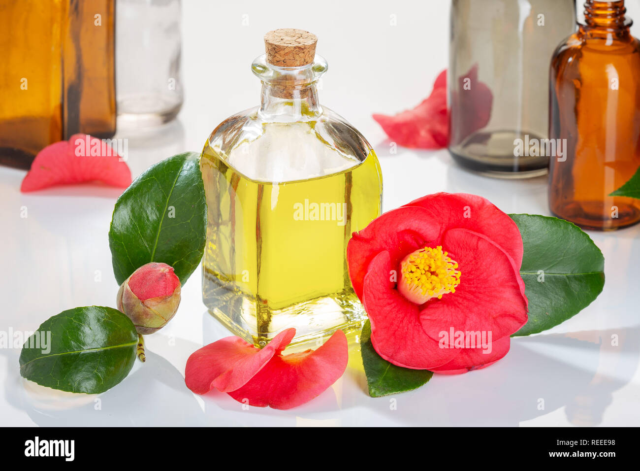 Huile de camélia. Cammellia japonica fleur et flacon en verre avec compte-gouttes d'huile pour la beauté, soins de la peau, bien-être et à des fins médicinales Banque D'Images