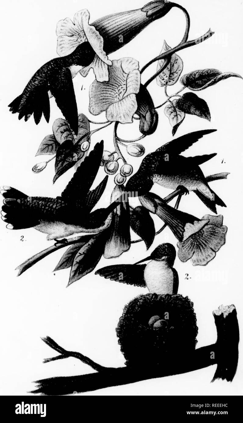 . Rapport sur les oiseaux de Pennsylvanie : avec référence spéciale à l'alimentation, basée sur plus de 4 000 examens de l'estomac. Les oiseaux. l ! 230 OISEAUX DE PENNSYLVANIE. rouge ; dessus de la tête rouge, mais pas aussi lumineuse que ui mâle. Le rouge au dessus des têtes de jeunes hommes est souvent d'une teinte cuivrée. Longueur sur jo pouces ; mesure environ 9 pouces. Habitat.-Les parties nord de l'hémisphère Nord, au sud de façon irrégulière en hiver, en Amérique du Nord, au United States (Wasliington, D. C, Kansas, au sud-est de l'Oregon). Le Sizerin flammé, originaire de hautes latitudes nord, se produit dans le sud- em parties de Penns Banque D'Images