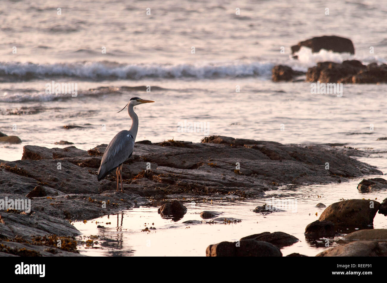 Heron sur le rivage, l'aube, l'île de St Marys, Whitley Bay, UK Banque D'Images