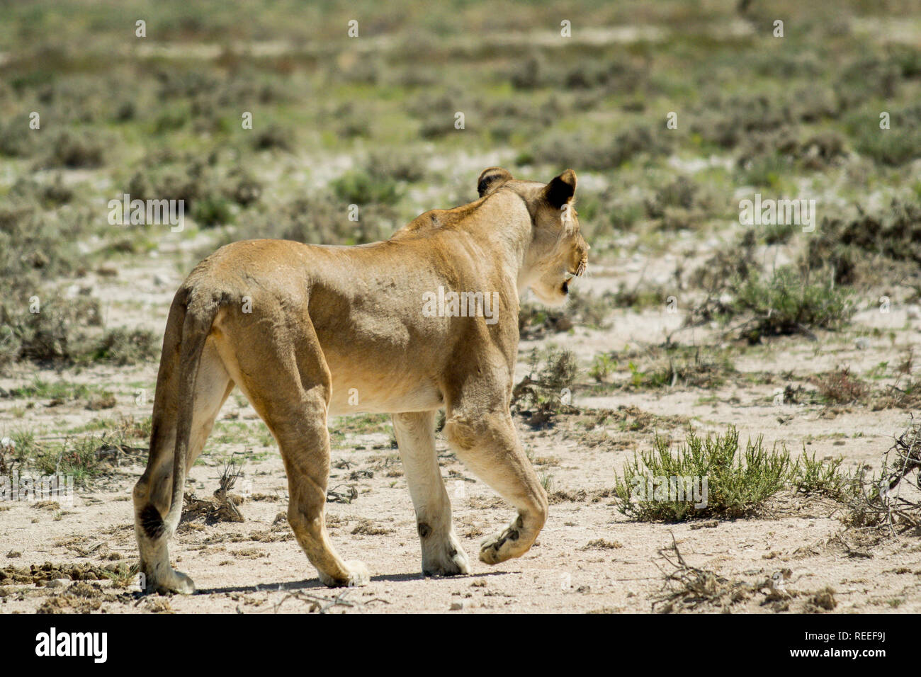 Lionne sauvage fort et puissant sur le vagabondage en Afrique. Banque D'Images