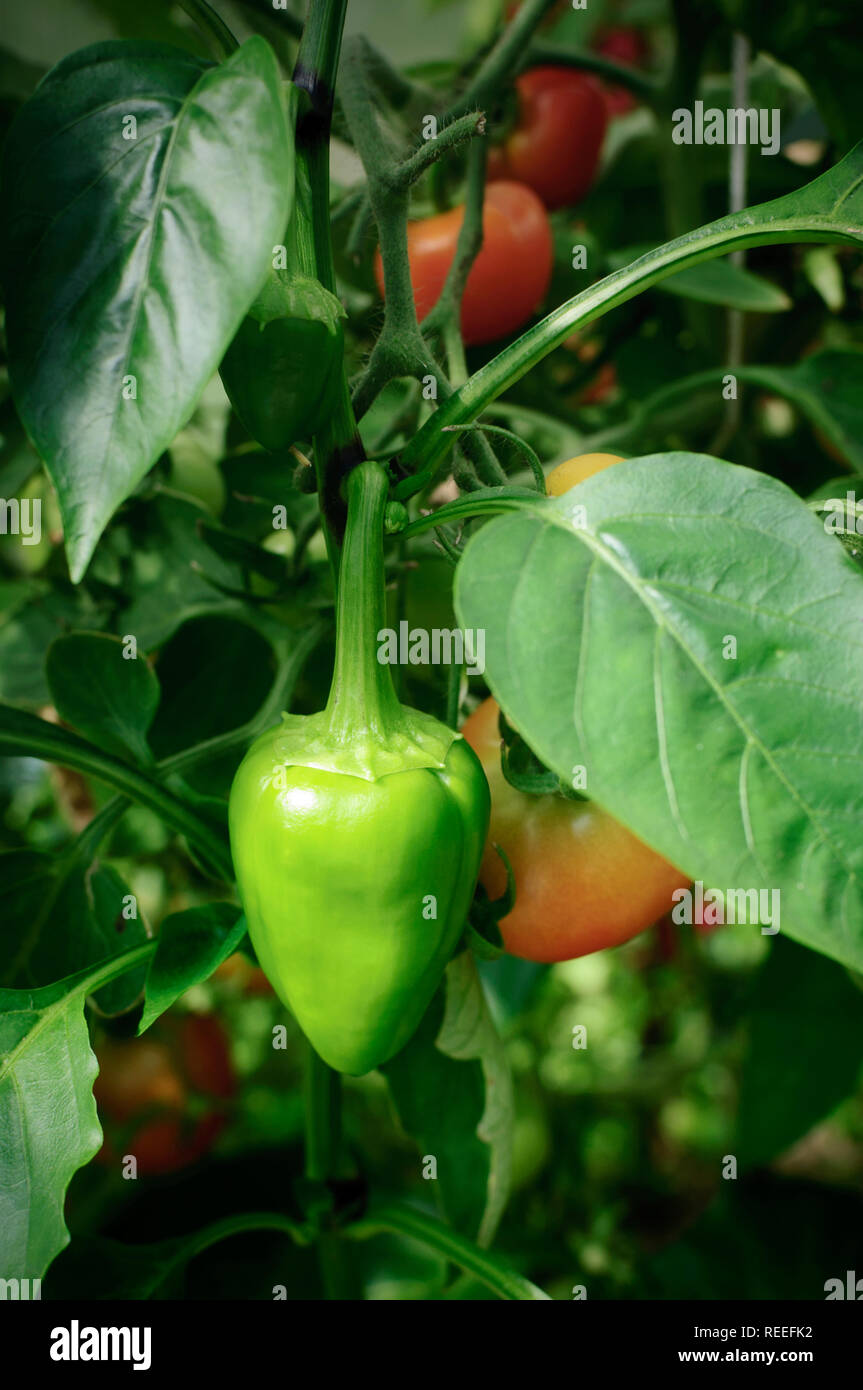 Capsicum annum Banque D'Images