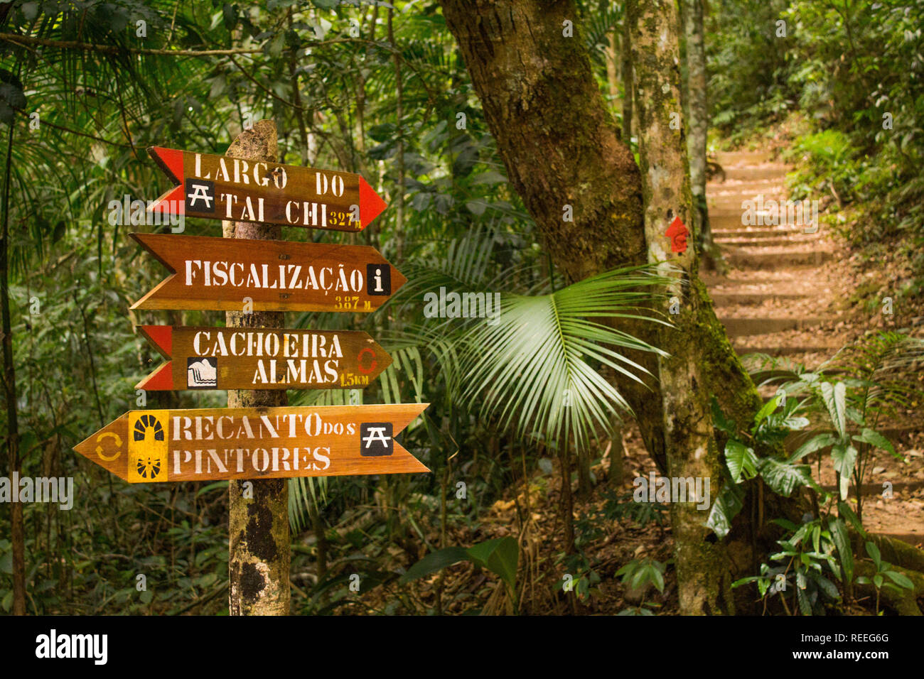 Rio de Janeiro, Brésil - le 20 janvier 2019 : belle nature verte dans la Forêt Tropicale Atlantique, forêt de Tijuca National Park Banque D'Images