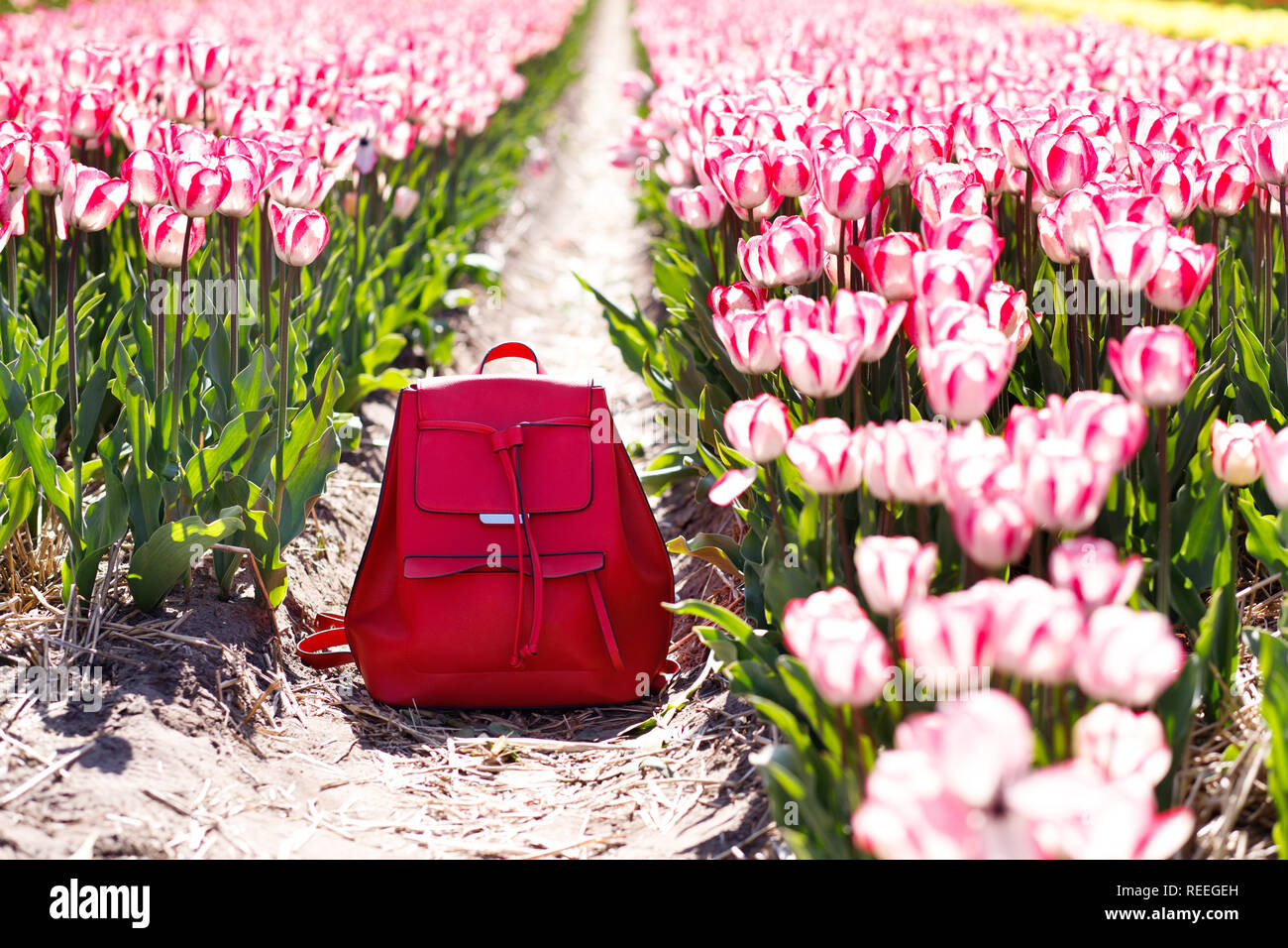 Sac à dos dans les rangées de tulipes. Vêtements de printemps. C'est le printemps. Banque D'Images