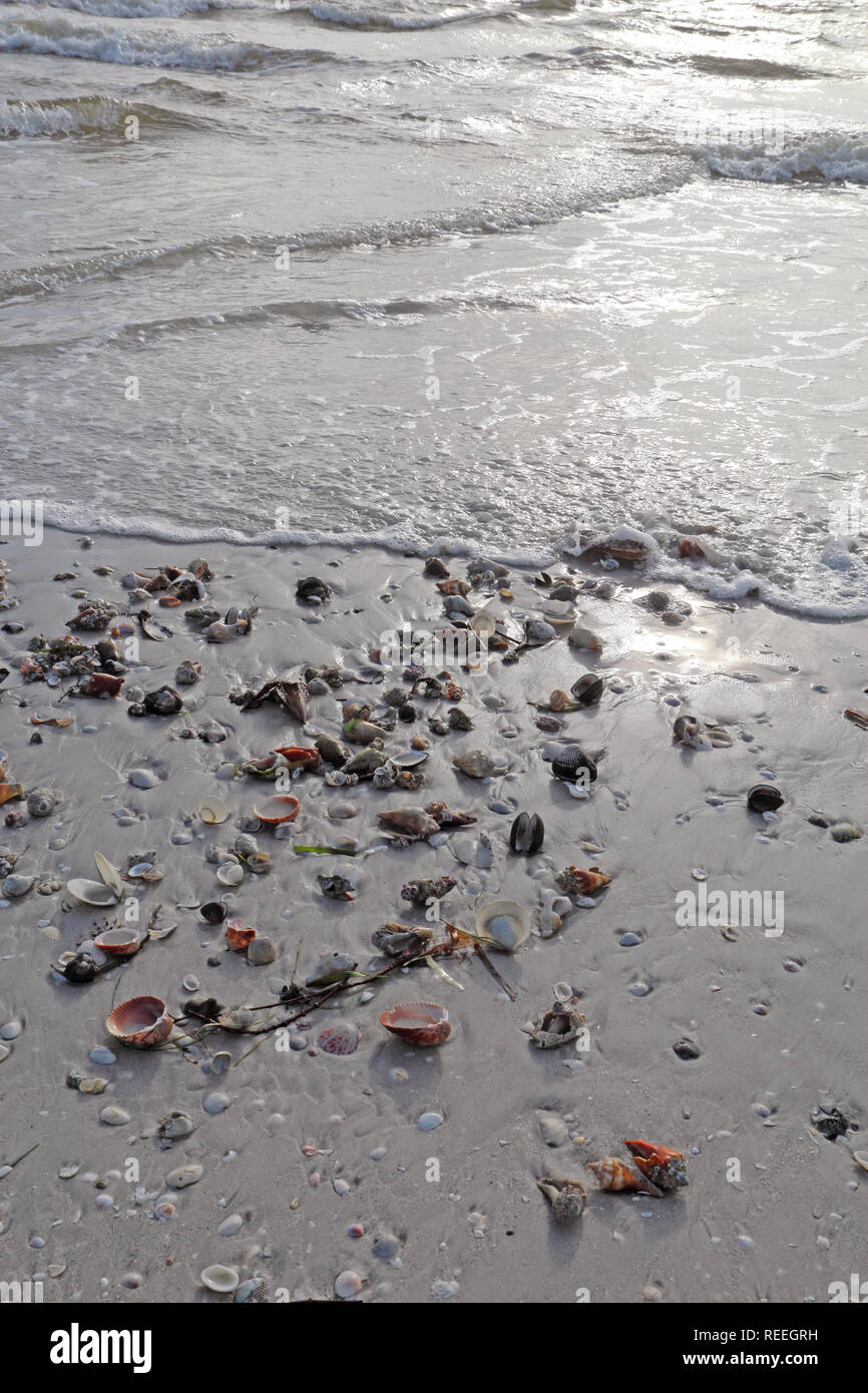 Coquillages sur la plage à marée basse y compris la lutte contre la foudre la conque et le buccin sur Sanibel Island, Floride Banque D'Images