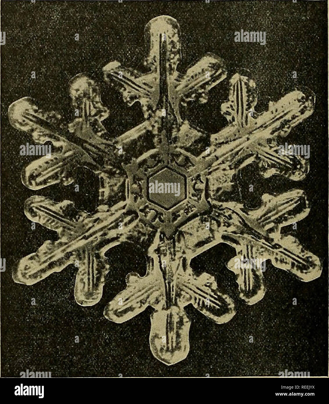 . Compendium de la météorologie. La météorologie. Fig. 3.-L'effet de la vapeur d'acétone sur le cristal habitude de neige, (a) Effet de 1 molécule d'acétone à 10 molécules d'eau. (6) Effet d'1 molécule d'acétone pour 100 molécules d'eau, (c) Effet de 1 molécule d'acétone pour 1000 molécules d'eau. étude ultérieure. Des échantillons ont été obtenus par cette méthode dans la plupart des régions du monde, ainsi qu'à haute altitude dans l'atmosphère au cours des études de vol avec les avions Cirrus de projet. La figure 5 montre certaines de ces répliques. Plus récemment, une technique pour faire des répliques utilise un vaporisateur en plastique.' Al Banque D'Images