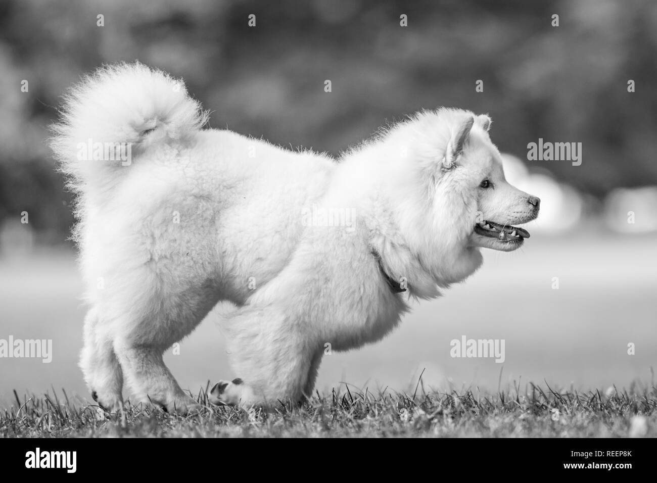 Close up chiot Samoyède exécutant dans un pré à la recherche sur le côté. Blanc moelleux mignon chien avec de longs poils dans la campagne ou le parc. Banque D'Images