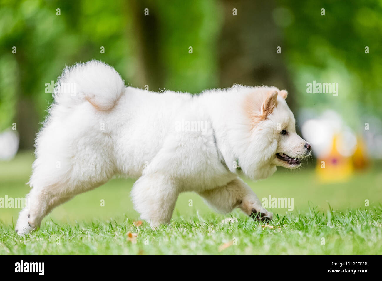 Close up chiot Samoyède exécutant dans un pré à la recherche sur le côté. Blanc moelleux mignon chien avec de longs poils dans la campagne ou le parc. Banque D'Images