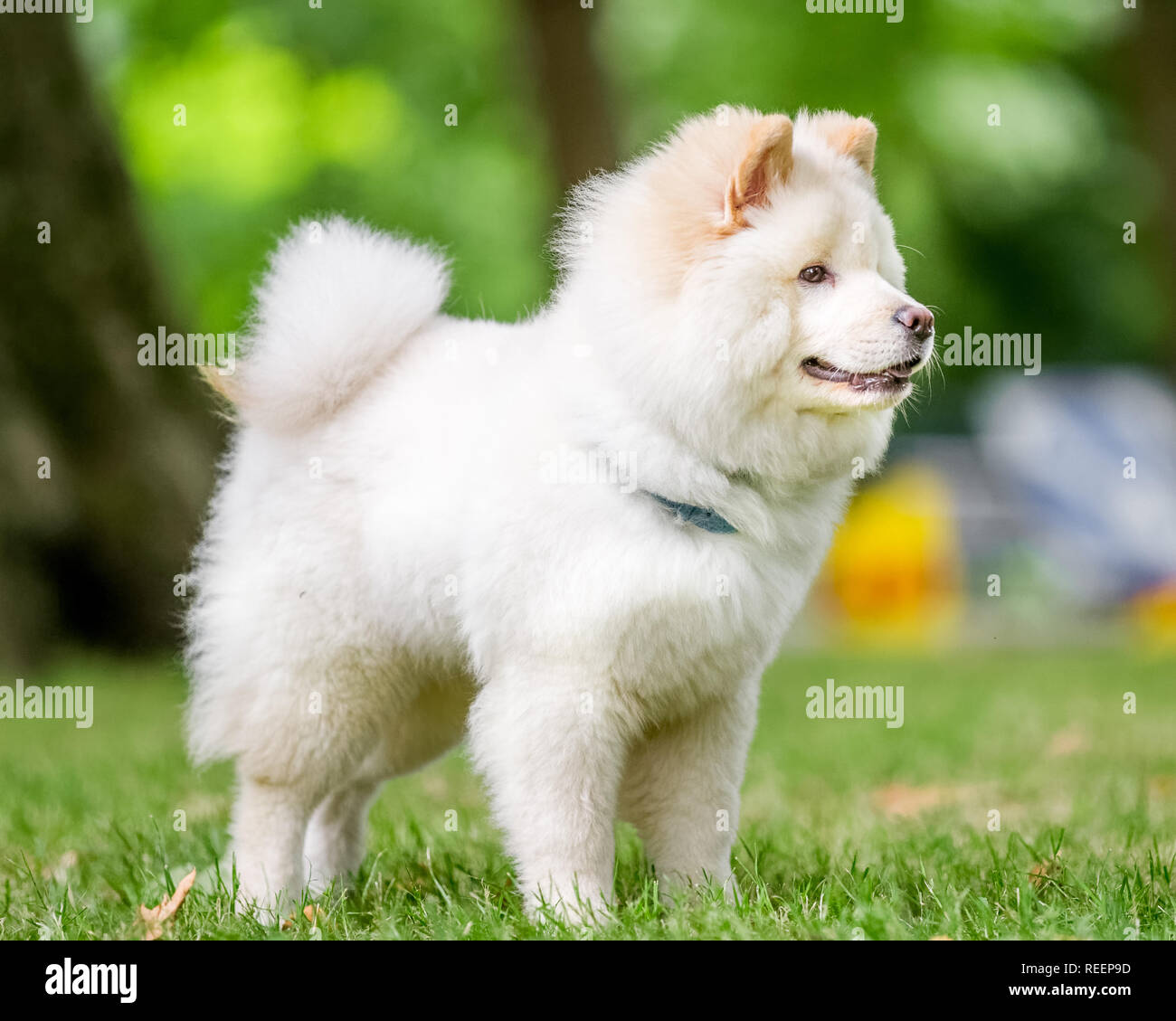 Close up chiot Samoyède face dans un pré à la recherche sur le côté. Blanc moelleux mignon chien avec de longs poils dans la campagne ou le parc. Banque D'Images