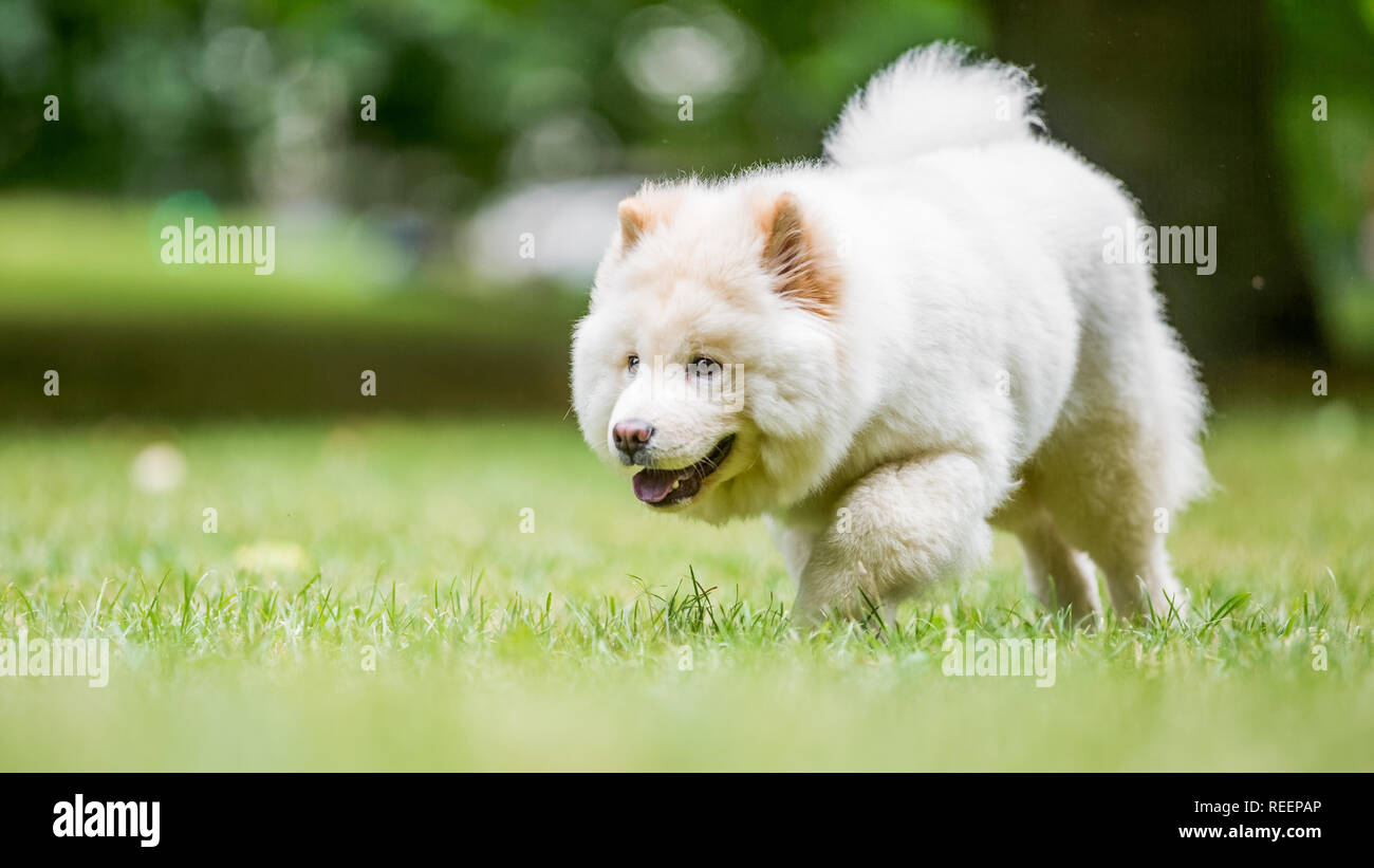 Close up chiot Samoyède exécutant dans un pré à la recherche sur le côté. Blanc moelleux mignon chien avec de longs poils dans la campagne ou le parc. Banque D'Images