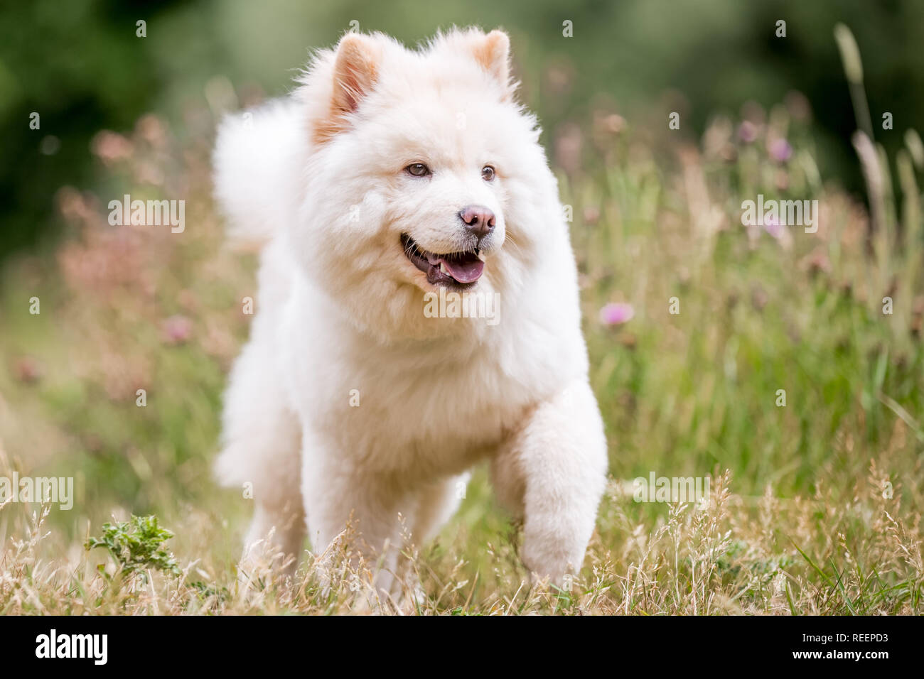 Close up chiot Samoyède exécutant dans un pré à la recherche sur le côté. Blanc moelleux mignon chien avec de longs poils dans la campagne ou le parc. Banque D'Images