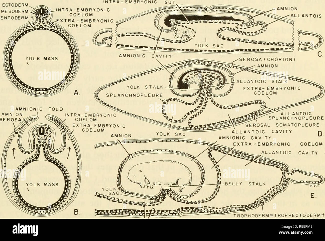 . L'embryologie comparative des vertébrés ; avec 2057 dessins et photos. regroupés en 380 illus. Vertébrés -- l'Embryologie embryologie Comparative ;. FORMATION DE MEMBRANES AMNIOTIQUES EMBRYONNAIRES DE PROTECTION 909 ALLANTOÏDE. SPLANCHNOPLEURE EXTRA SAC ALLANTOÏDIEN DE MÉSODERME EMBRYONNAIRE- Fig. 370. Diagrammes des membranes extra-embryonnaire. (A) la section transversale du sac vitellin et organisme en développement dans et téléostéens elasmobranches montrant l'égard des couches du corps à la masse du vitellus. (B) Coupe transversale de vitellus et formant la séreuse (chorion) dans les reptiles, les oiseaux et mammifères prototherian. (C-F) Schémas de l'extr Banque D'Images