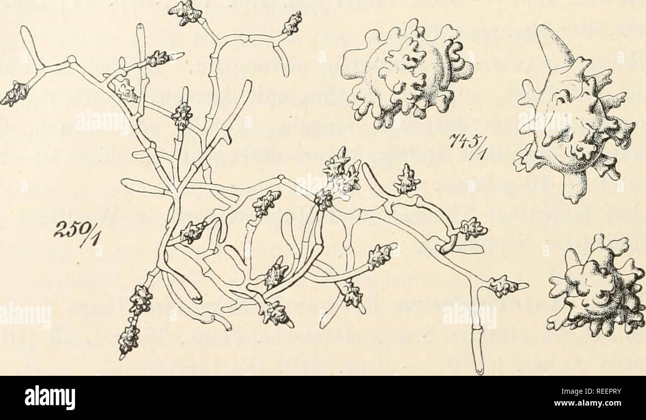 . Le Dr L. Euler's Kryptogamen-Flora von Deutschland, Österreich und der Schweiz. Les cryptogames -- Allemagne ; Autriche ; les cryptogames -- les cryptogames -- Suisse. 224 svn. Asterophora agaricicola Corda Icône. Fung. IV, 8 (1840), fig. 24. - Sacc. Syl. IV, 148. - De Sauvage, dur et. Prodr. Fl. Belg. I, 315. - Costantin Les Muc. simpl. p. 61, fig. 24. - Massee Brit. Fung. Fl. III, 326, fig. 5. Asterotrichum Ditmari Bonord. Handb. allgem. Mykol. p. 82 (1851). Asterophora physaroides Fries Syst. Myc. III, 206 (1829). - Bonord. Handb. allgem. Mykol. p. 134, fig. 225. Asterophora agaricoides Syrab frites. Ga Banque D'Images