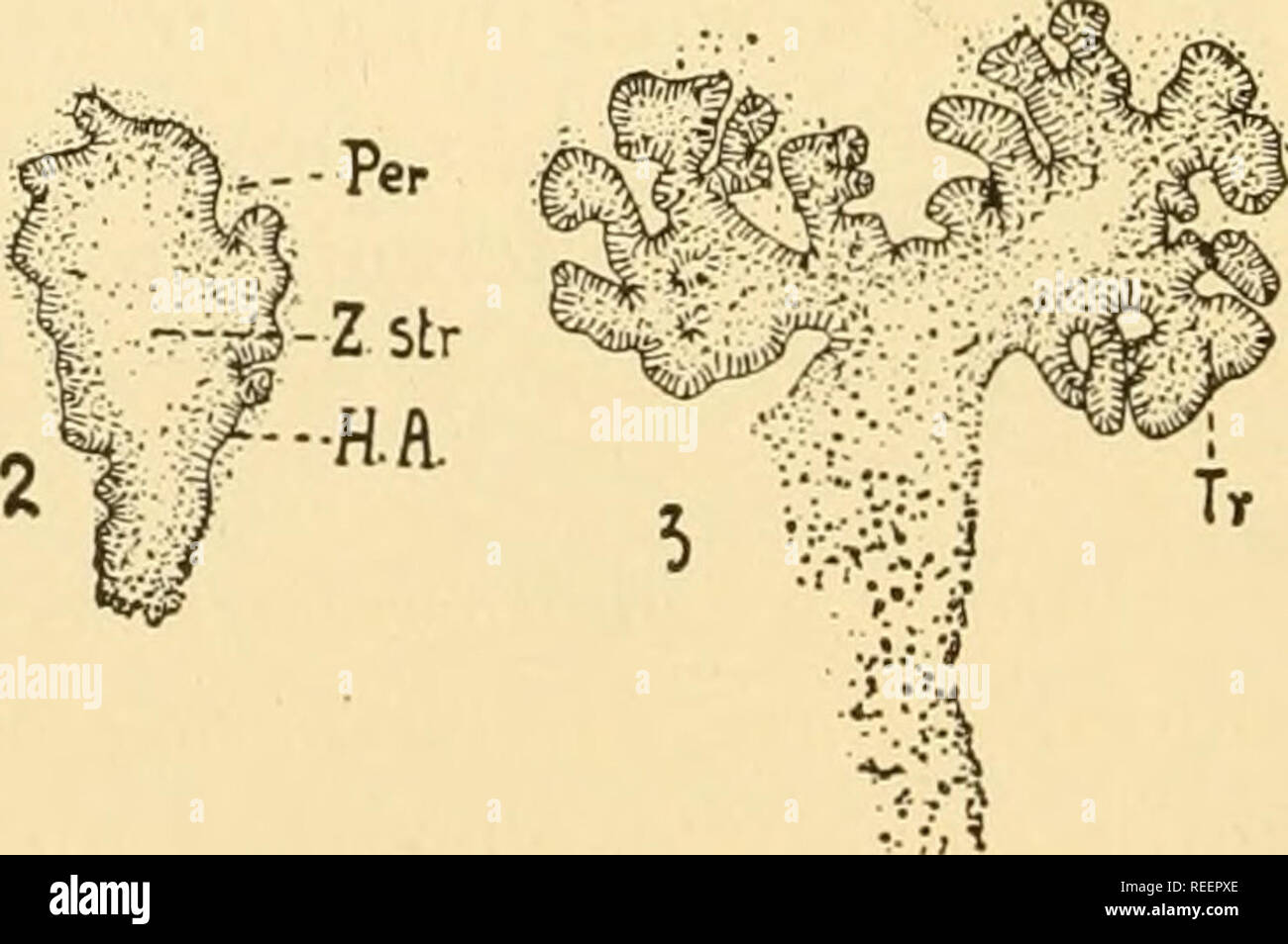 . La morphologie comparée des champignons. Les champignons. Fig. 312.-Gautiera graveolens. A. L'habitude. B. La Section de fructification, montrant colum- ella et tramal plaques. ( X 2 ; après E. Fischer, 1900.) dans la région de Gautiera nous avons une dégénérescence progressive du péridium d'espèces telles que G. et G. Rodwayi Parksiana avec d'épais, espèce non décrite par péridiums avec fines péridiums évanescentes, pour les espèces où la péri- dium est absent à l'échéance, bien que toujours présent chez les jeunes individus. Seul ce dernier groupe a été étudié ontogénétiquement (Fitzpatrick, 1913). Les fructifications sont sphériques, sillonnée et 0,5 t Banque D'Images