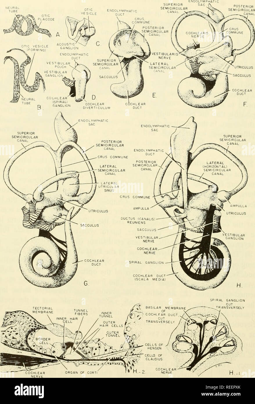 . L'embryologie comparative des vertébrés ; avec 2057 dessins et photos. regroupés en 380 illus. Vertébrés -- l'Embryologie embryologie Comparative ;. CANAL semi-circulaire postérieur. Jeve n ? .H^ ^ /"â J'"'''u'''u '''''Â°" '^^^ » ^^ rhombencephalon point à l'ATTÉRO . f P"^^''""" ^qui commencent à s'enfoncer vers l'intérieur sous l'ectoderme environnante épiderme). (B) les vésicules otiques se forment dans ce somite (sur 19 ; thhT"^»^^^'Â°")"^h.ck embryon. Légère constriction de vésicule otique près .,s'intersection avec l'ectoderme. (C) à gauche vésicule otique de 4.3 Banque D'Images