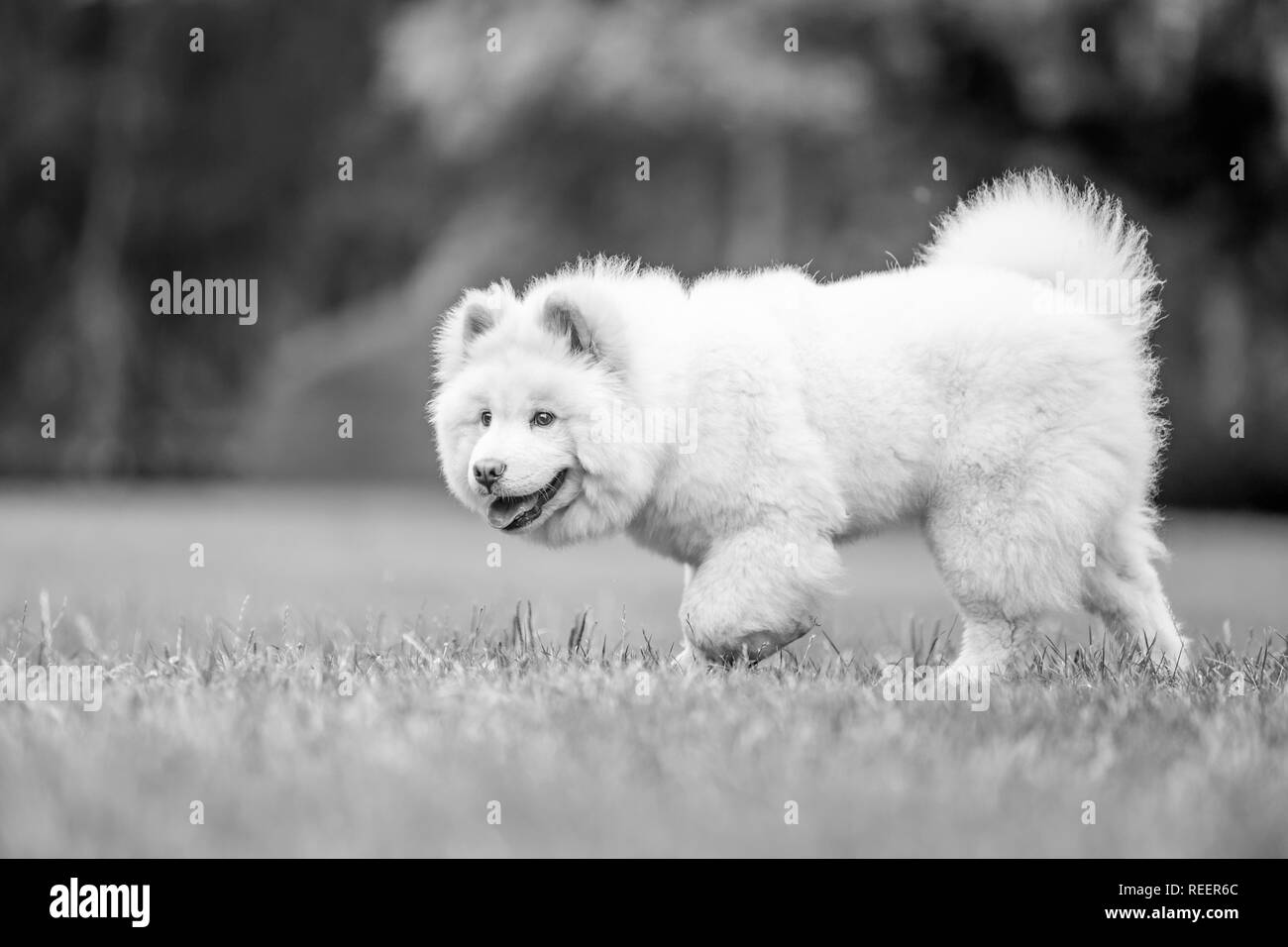 Close up chiot Samoyède exécutant dans un pré à la recherche sur le côté. Blanc moelleux mignon chien avec de longs poils dans la campagne ou le parc. Banque D'Images