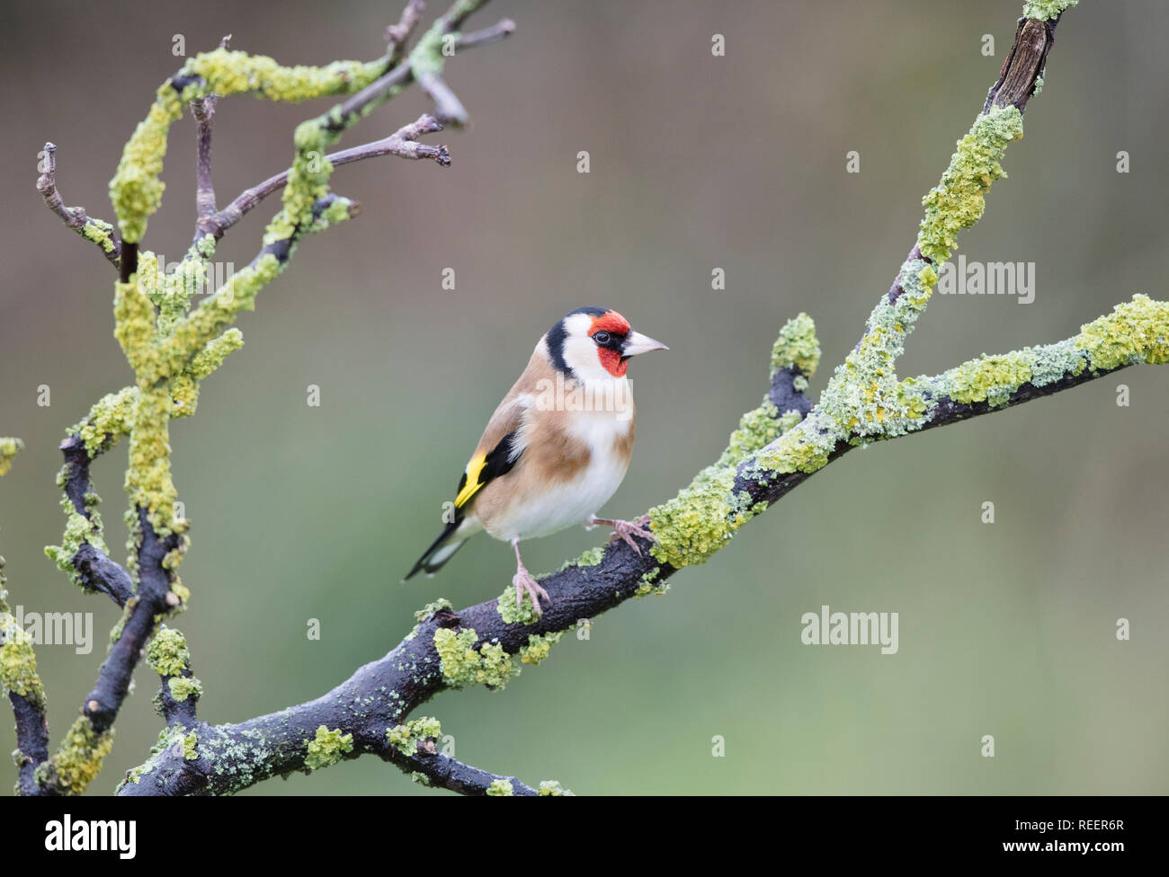 Chardonneret, Carduelis carduelis, sur une branche couverte de lichens en hiver, Pays de Galles, Royaume-Uni Banque D'Images