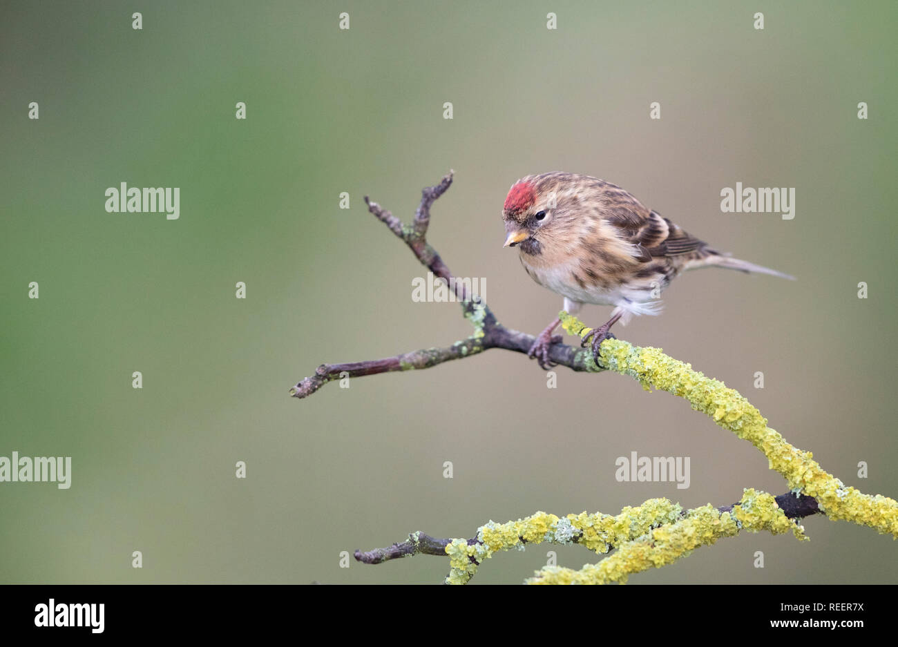 Sizerin flammé, Carduelis flammea, en hiver, Pays de Galles, Royaume-Uni Banque D'Images